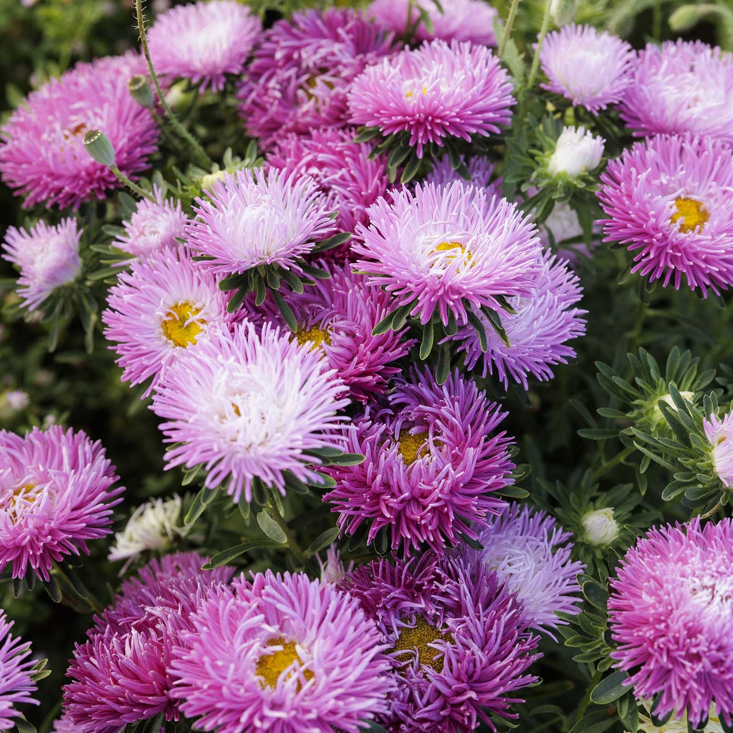 China aster pavlova white lilac flowers growing in a natural setting