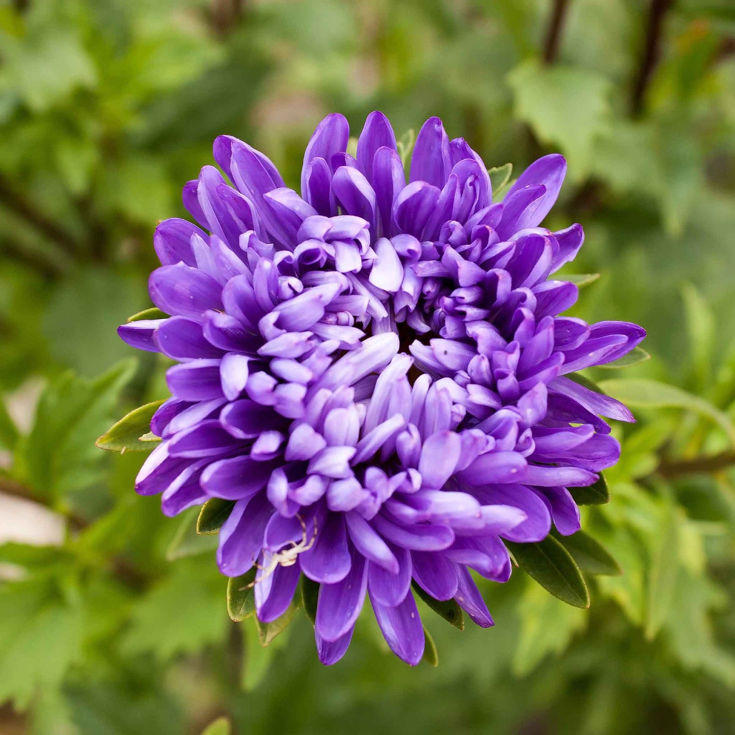 A vibrant cluster of purple aster jewelaster flowers, set against a blurred green background.