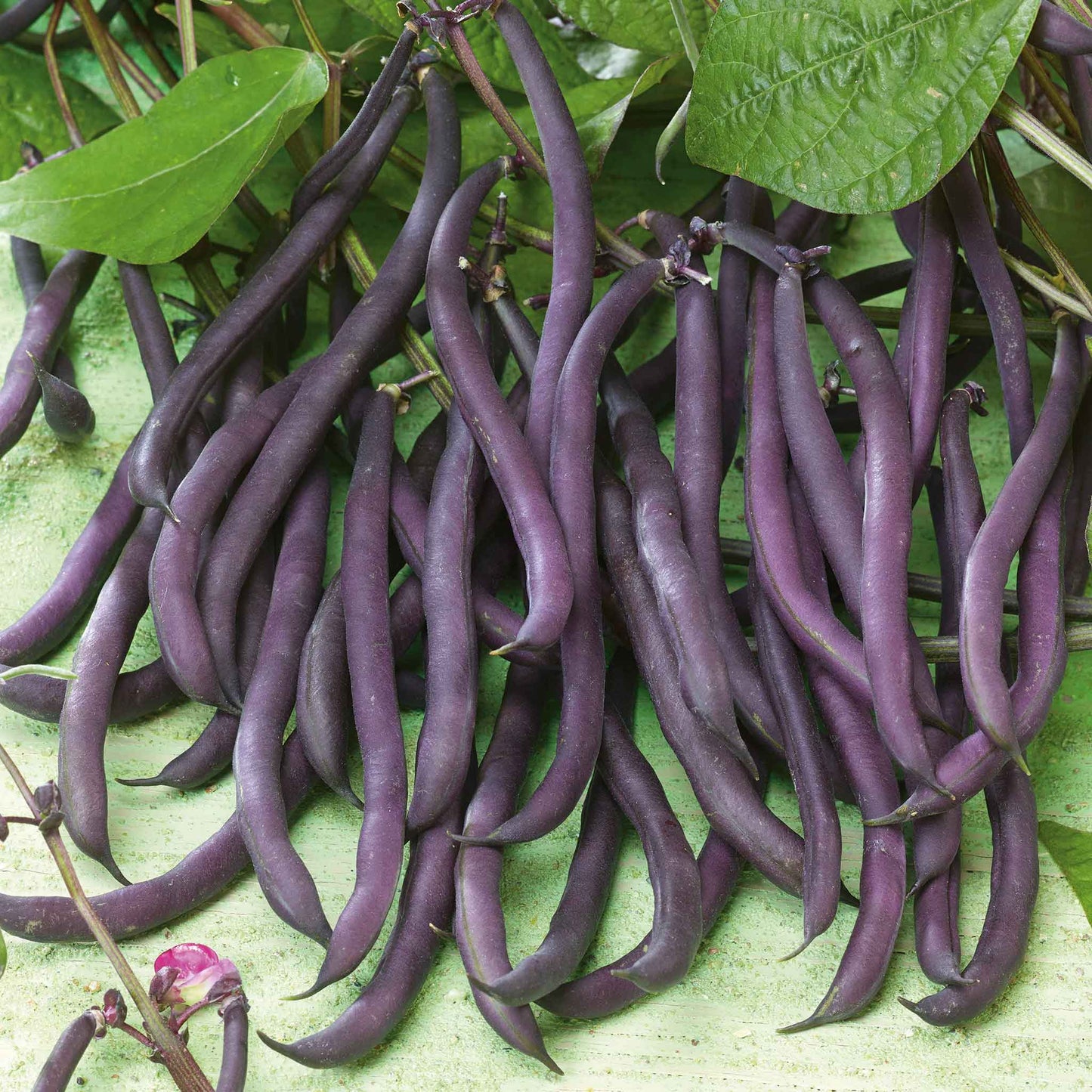 Close-up of vibrant purple Royal Burgundy bush beans with green foliage.