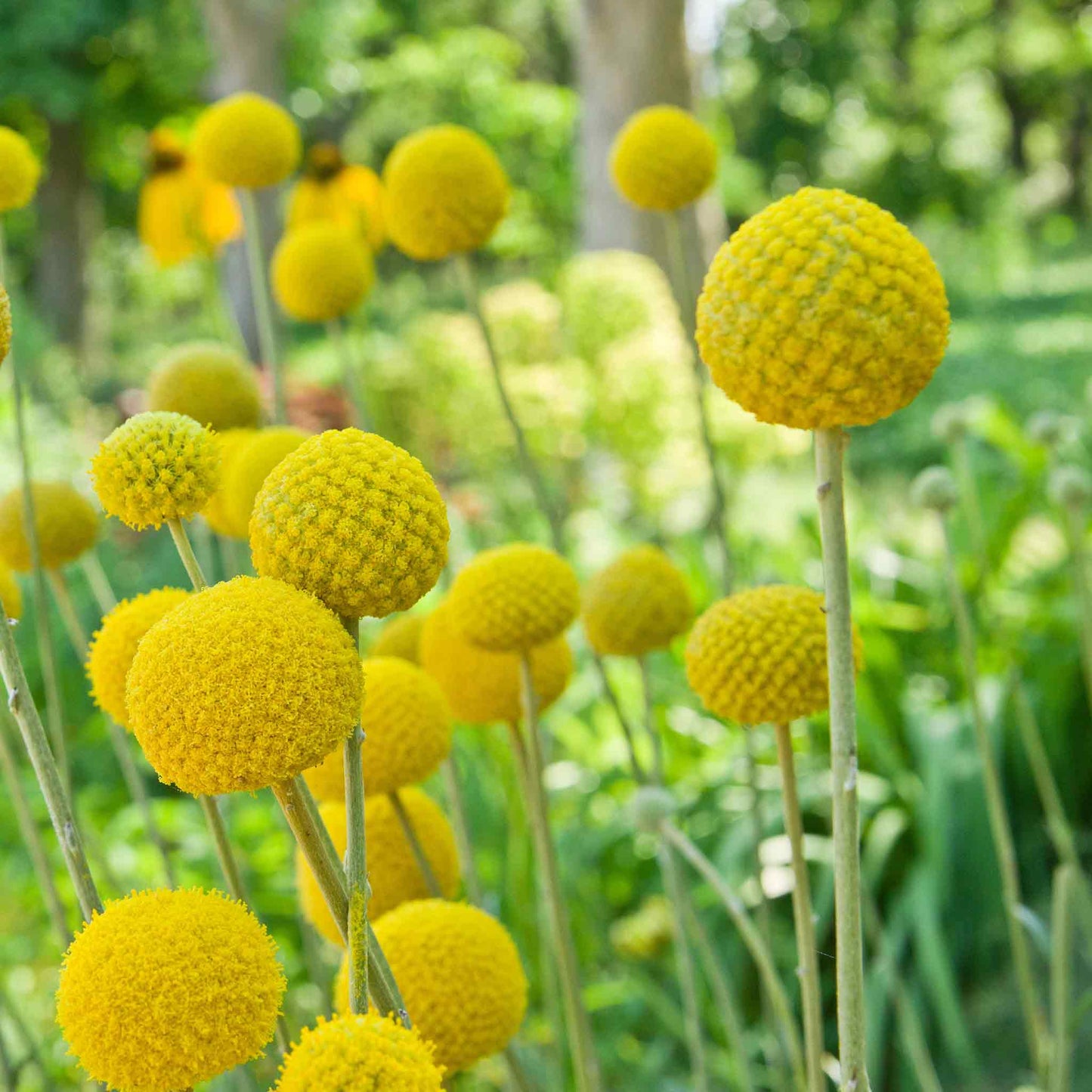 A close-up of vibrant yellow billy button flowers stands tall against a blurred green background.