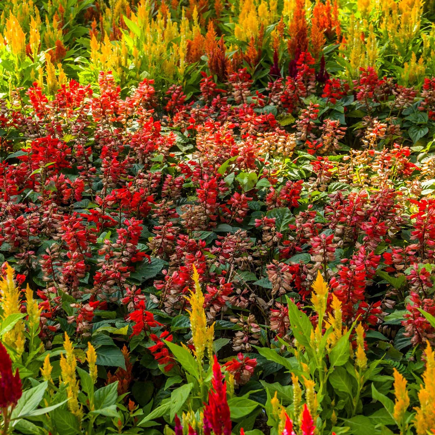 Yellow, orange and red Celosia First Flame Mix blooms with lush green foliage below.