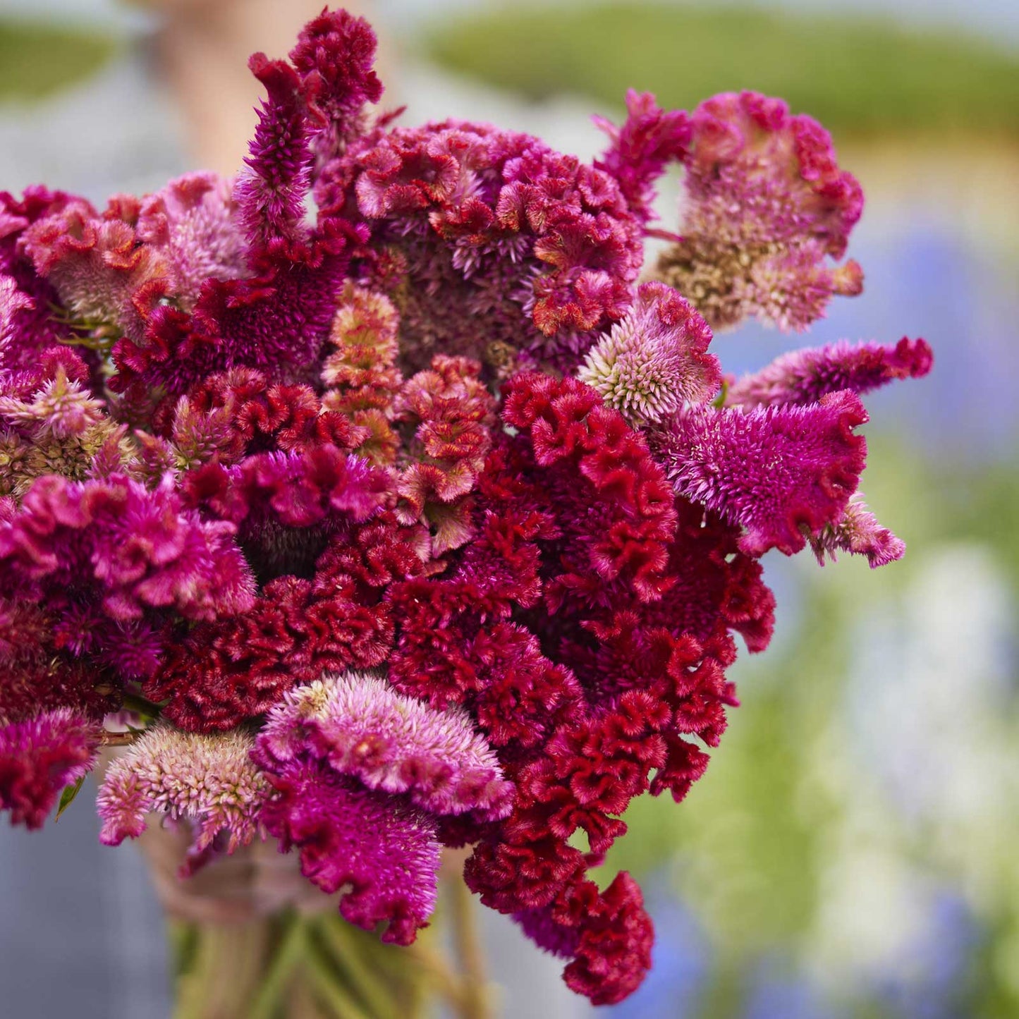 Bouquet of celosia rooster pink mix flowers with a blurred natural background