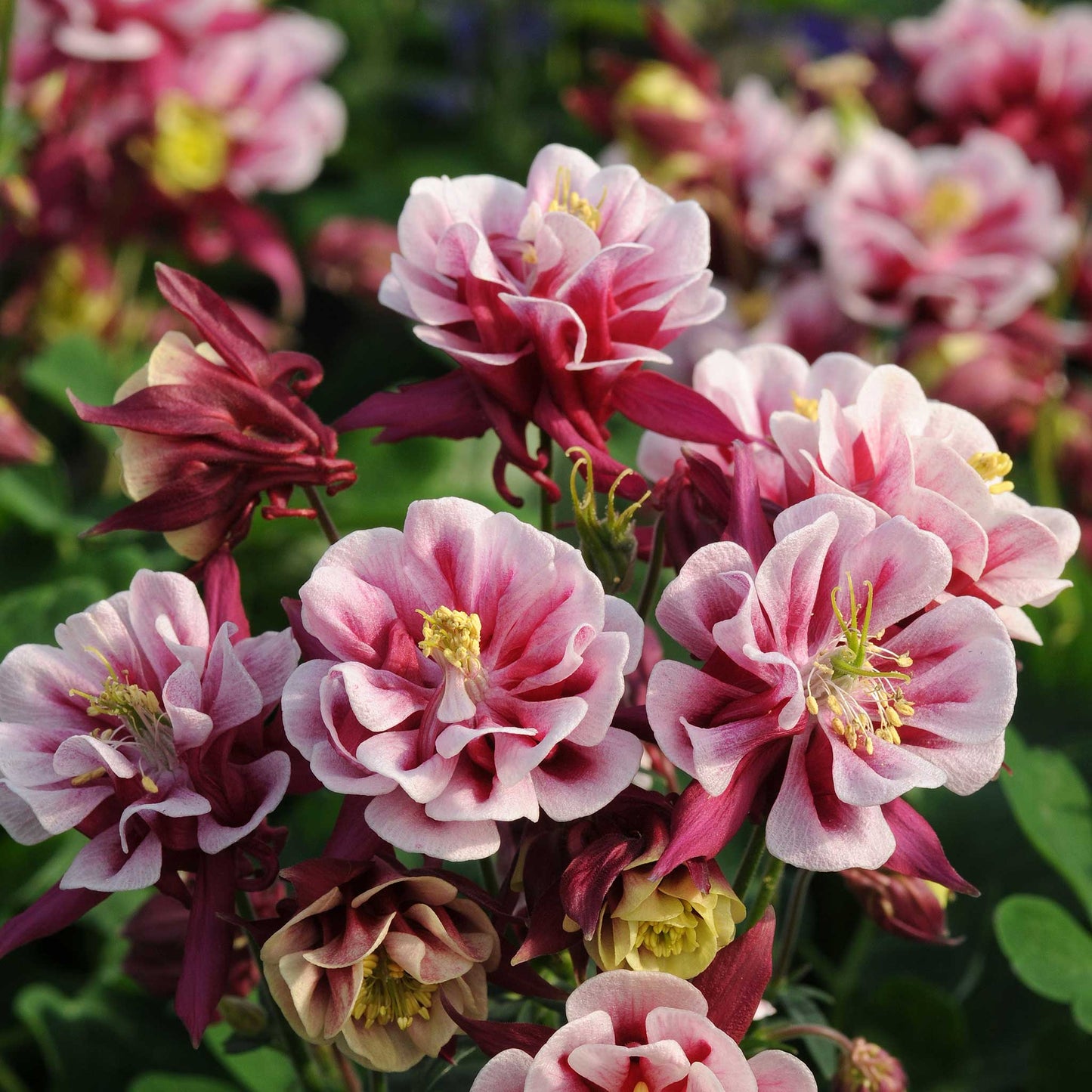 Close-up of pink and red columbine winky double red white flowers with green leaves in the background