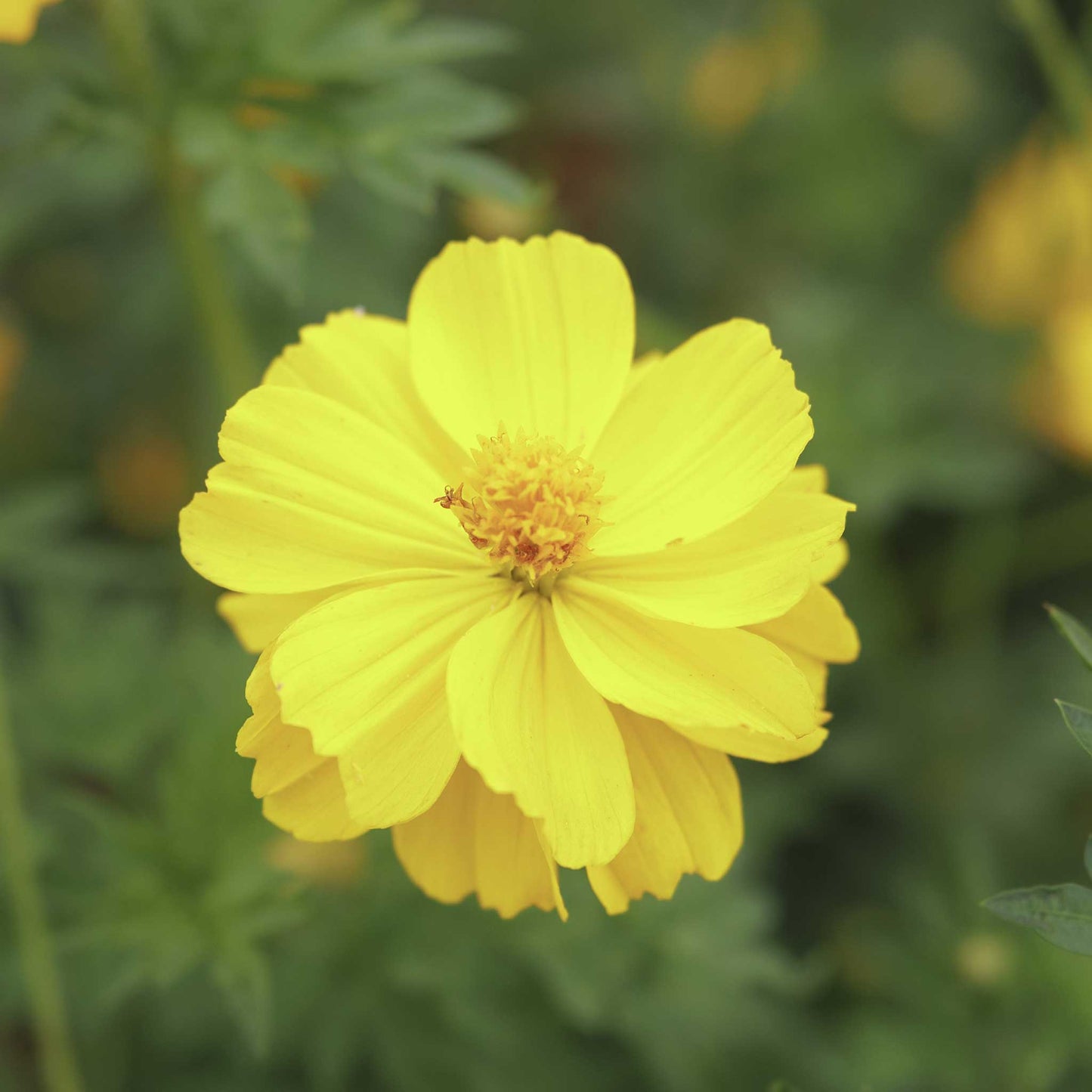 A single yellow cosmos from the sulphur crest mix with a blurred green background.