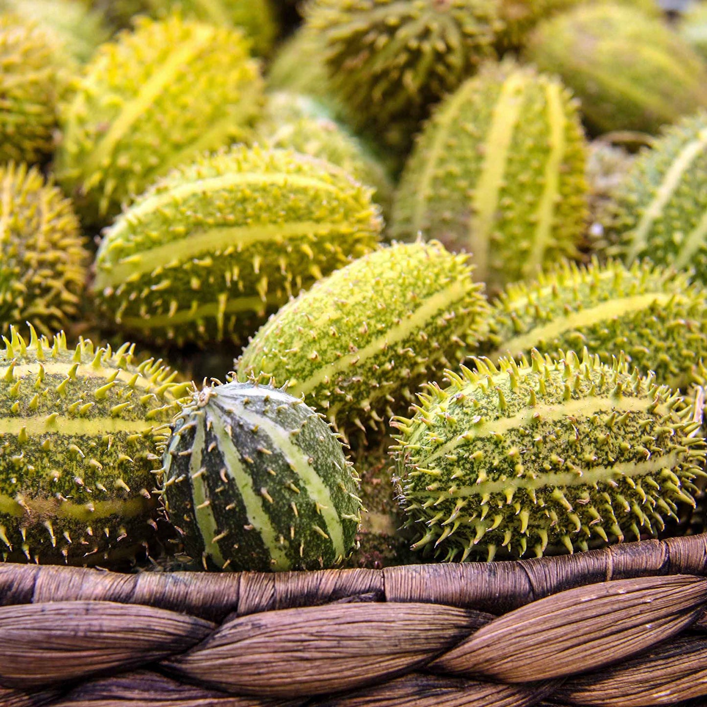 Close up of Bush Hog Cucumbers showing prickly skin and squat bodies.
