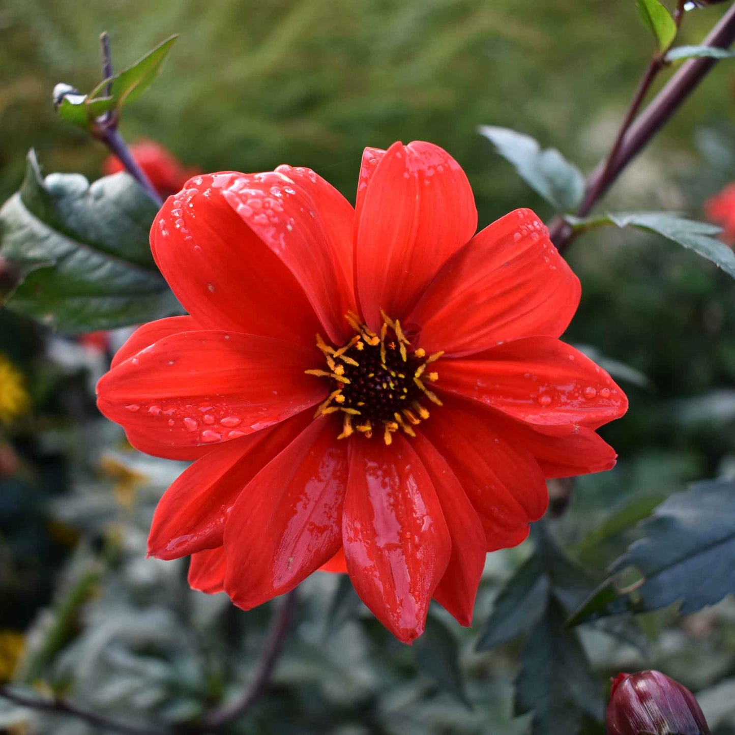 Bright red dahlia bishops children flower against a blurred dark foliage background.