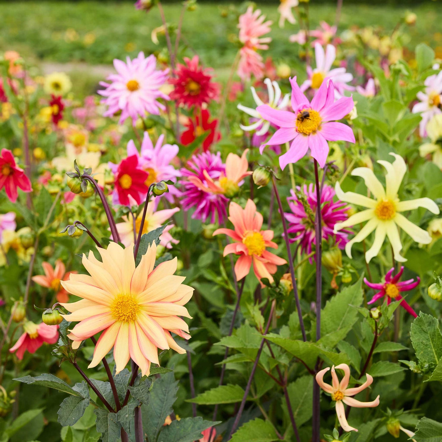 Colorful dahlia cactus flowered hybrid mix flowers in a garden setting with a bee on a pink flower.