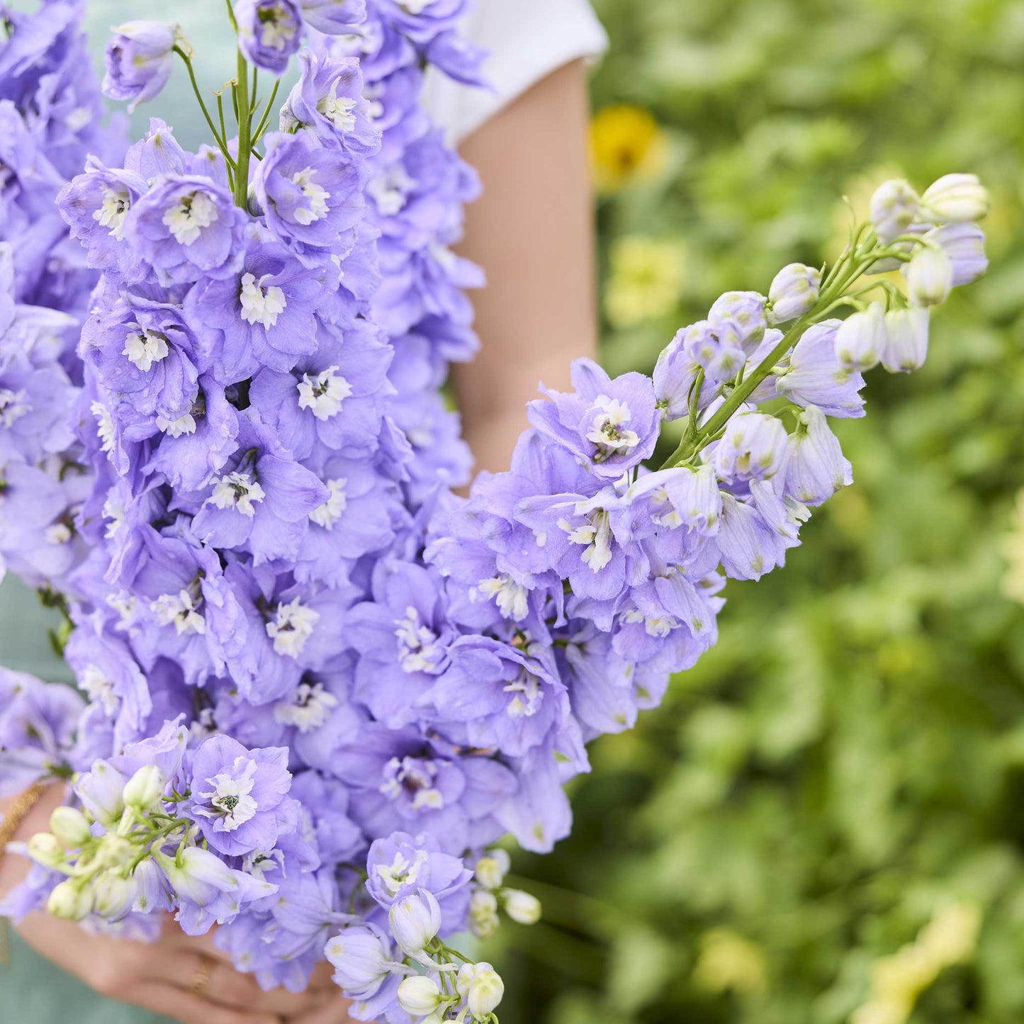 close up of a person holding a bouquet of delphinium aurora lavender flowers in a garden setting
