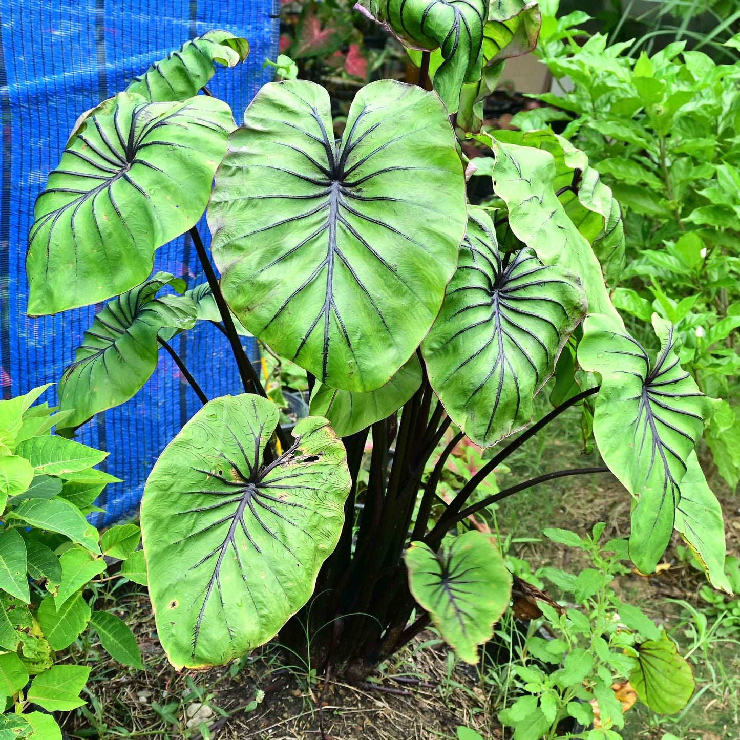 A potted Pharoah's Mask Elephant Ear with prominent green leaves and red stems in a garden setting.