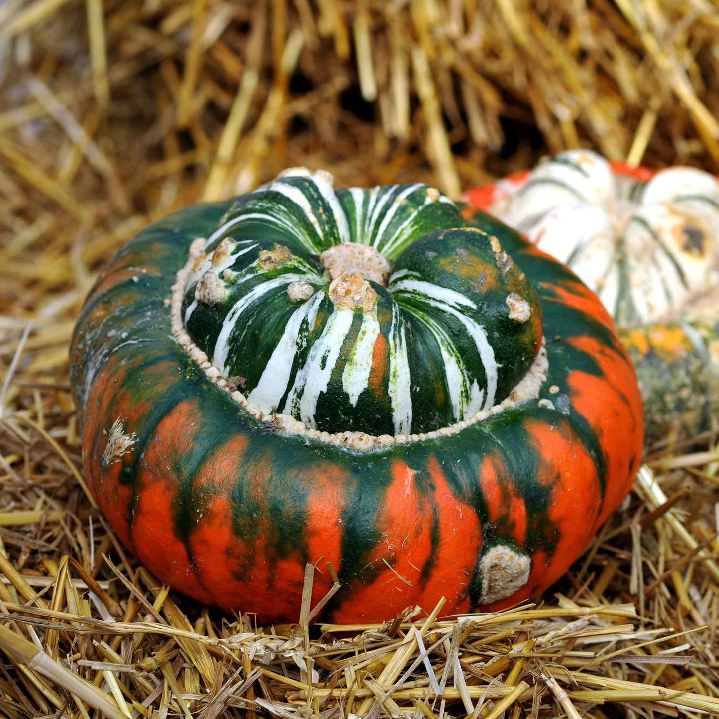 A close-up view of a dried, brightly colored Turks Turban gourd with a distinctive cap-like structure.