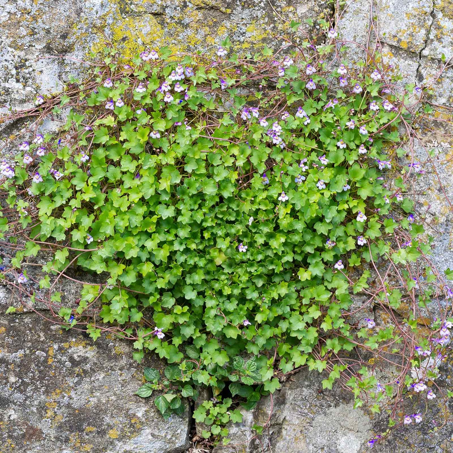 Kenilworth ivy dense green leafy mat with tiny veined leaves growing over a stone surface.