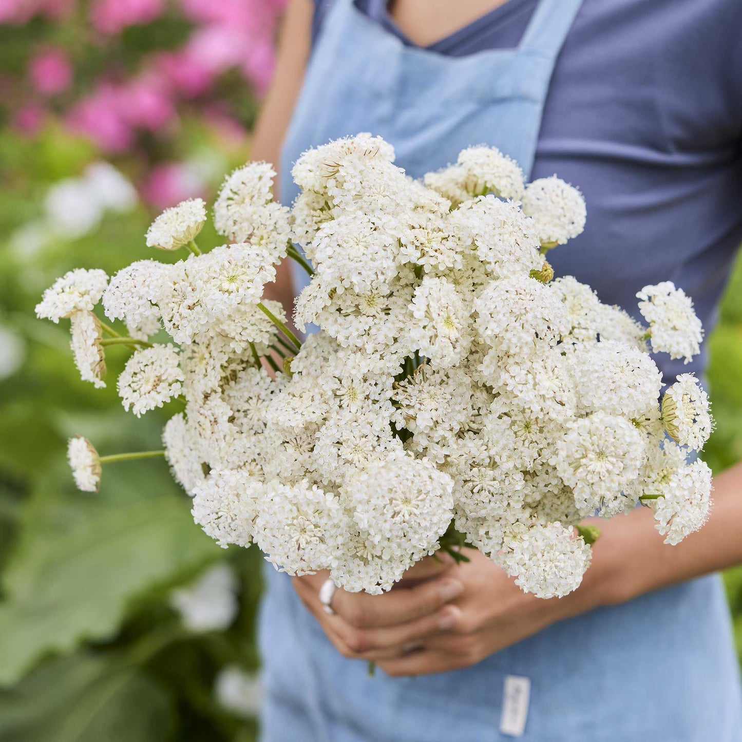 A person holding a bouquet of lace flower lacy white flowers in a garden setting.
