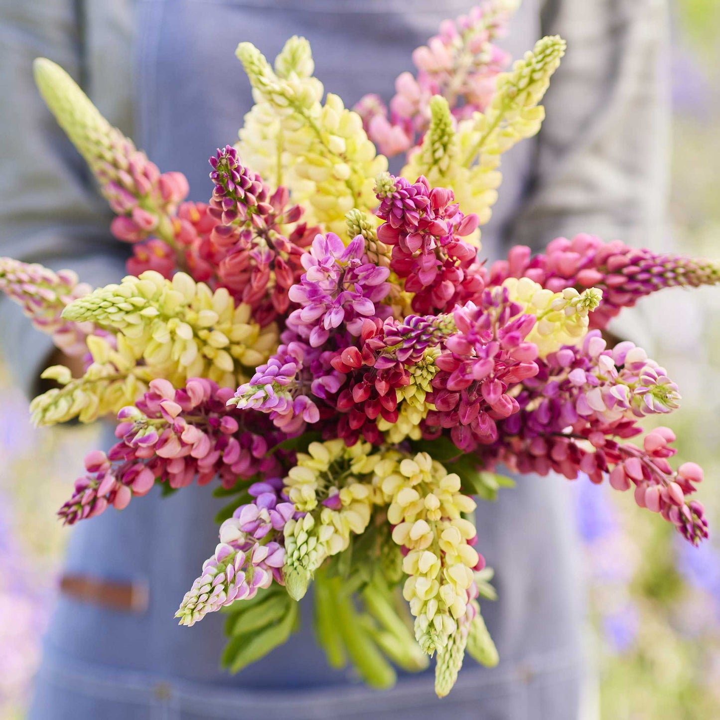 A close up of a person holding a bouquet of russell lupine pastel mix flowers in a garden setting.
