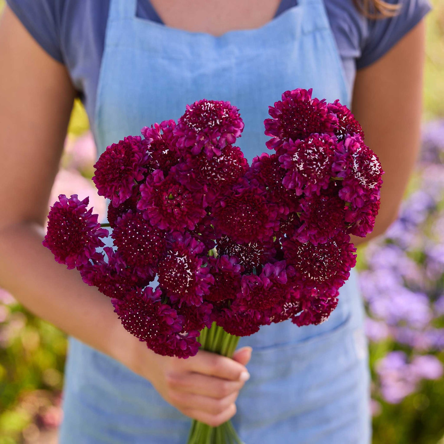 Person holding a bouquet of red flowers from the scabiosa bundle king and queen in a natural setting