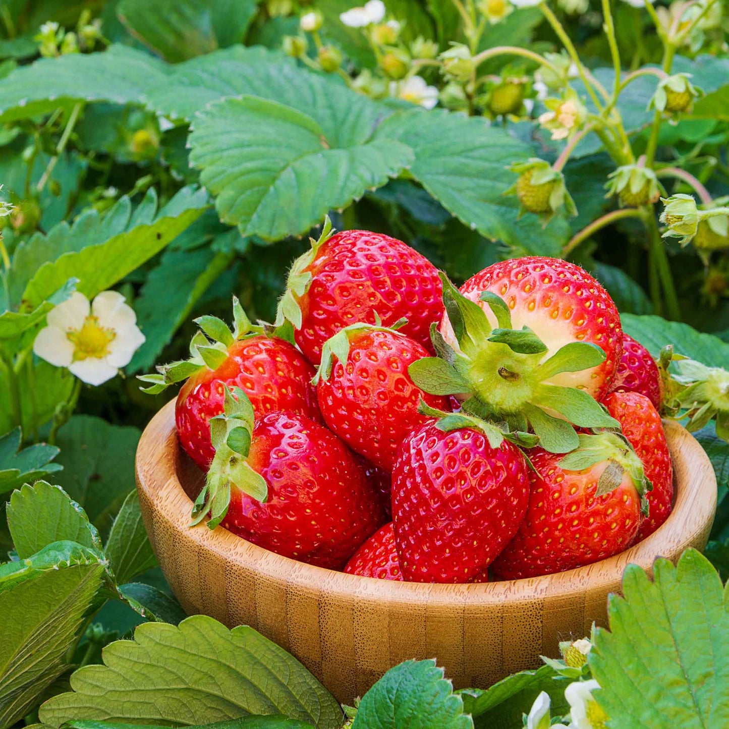 Wooden bowl filled with red fort laramie strawberries surrounded by green leaves and flowers