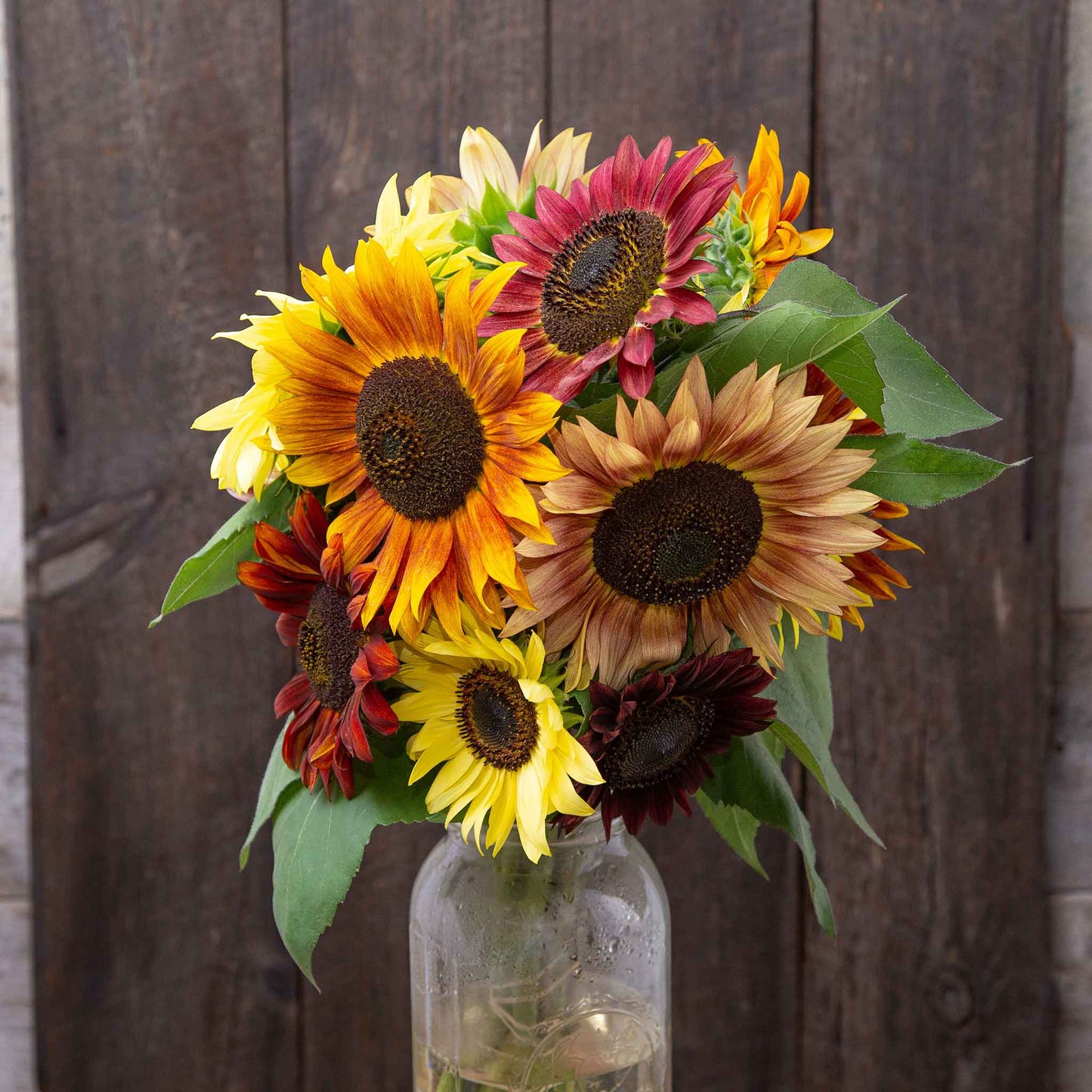 Vibrant organic fireworks mix sunflowers in red orange and yellow outdoors