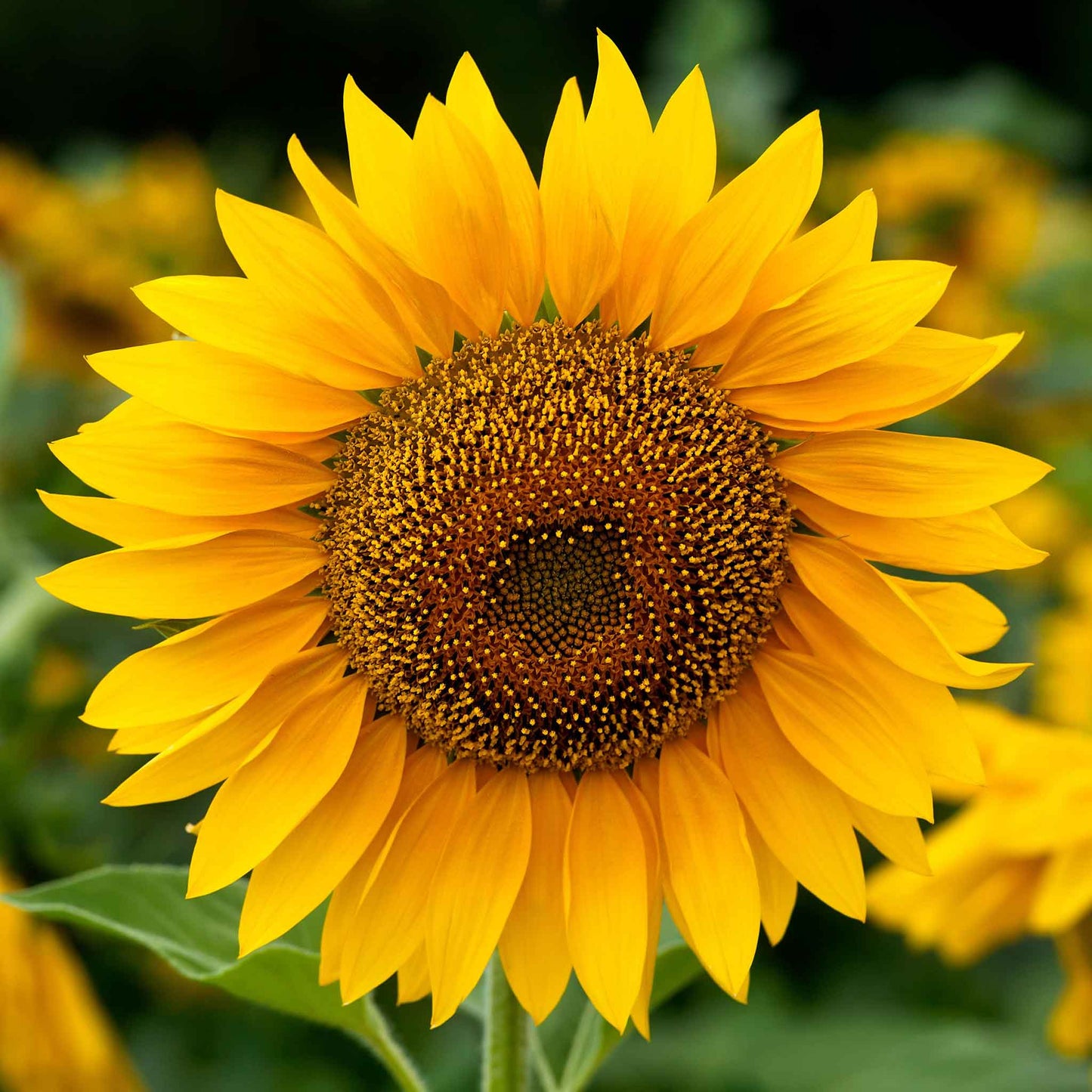 Large mammoth grey stripe sunflower head in close-up on a bright natural backdrop