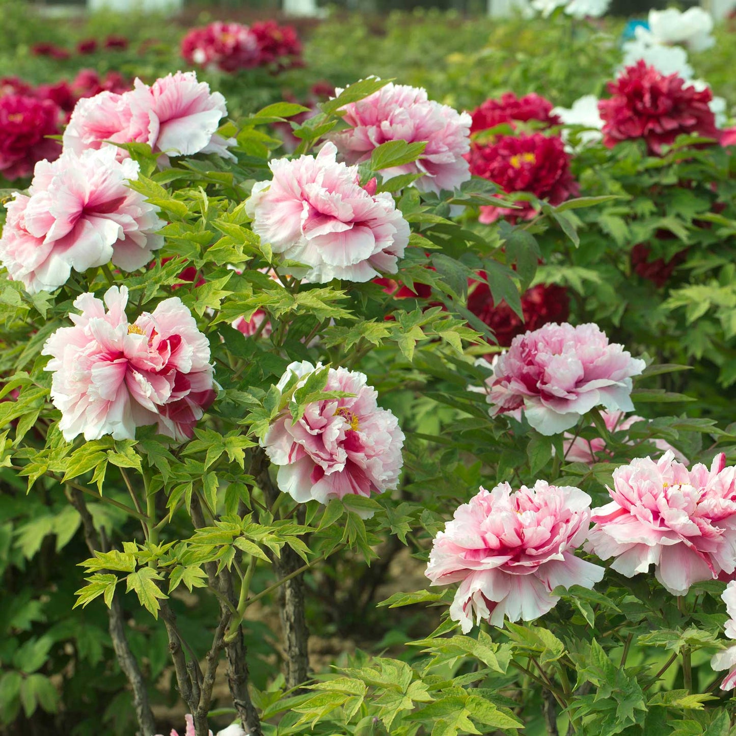 Pink and white shima nishiki dao jin tree peony flower with green leaves in the background
