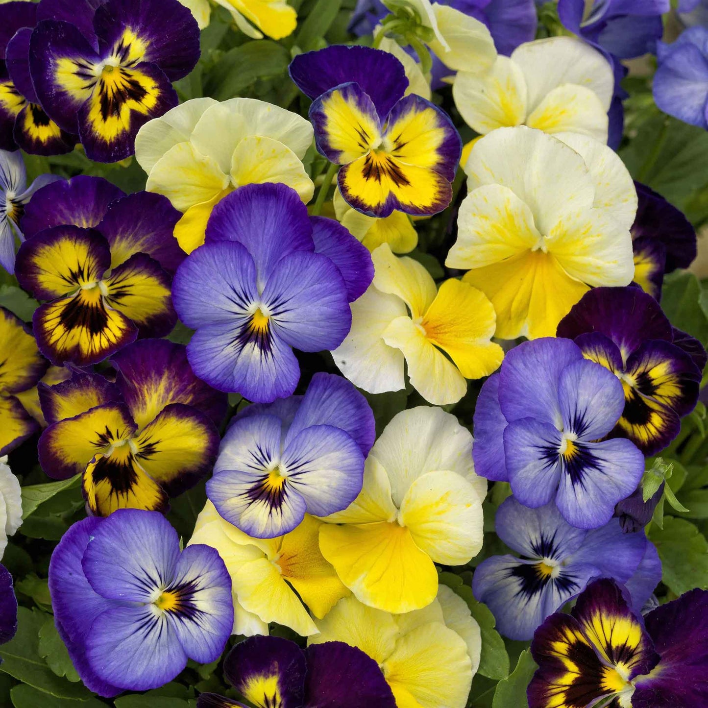 Viola colormax lemonberry pie yellow, purple and cream ruffled blooms massed together.
