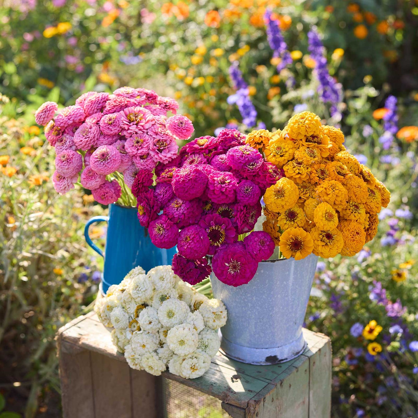 Bouquets of colorful flowers from the zinnia oklahoma series bundle in a natural setting
