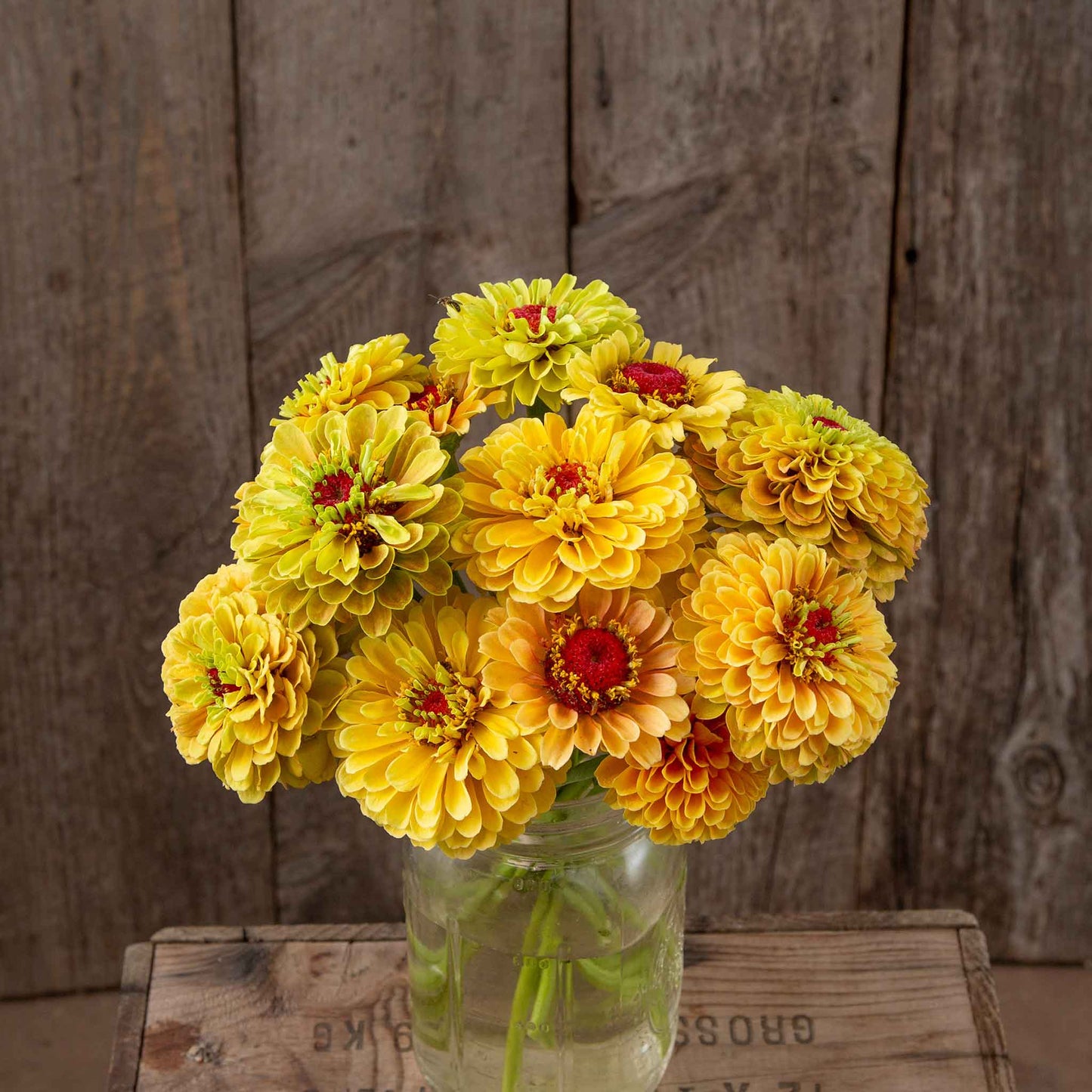Cluster of zinnia organic queeny lemon peach flowers on a natural garden backdrop