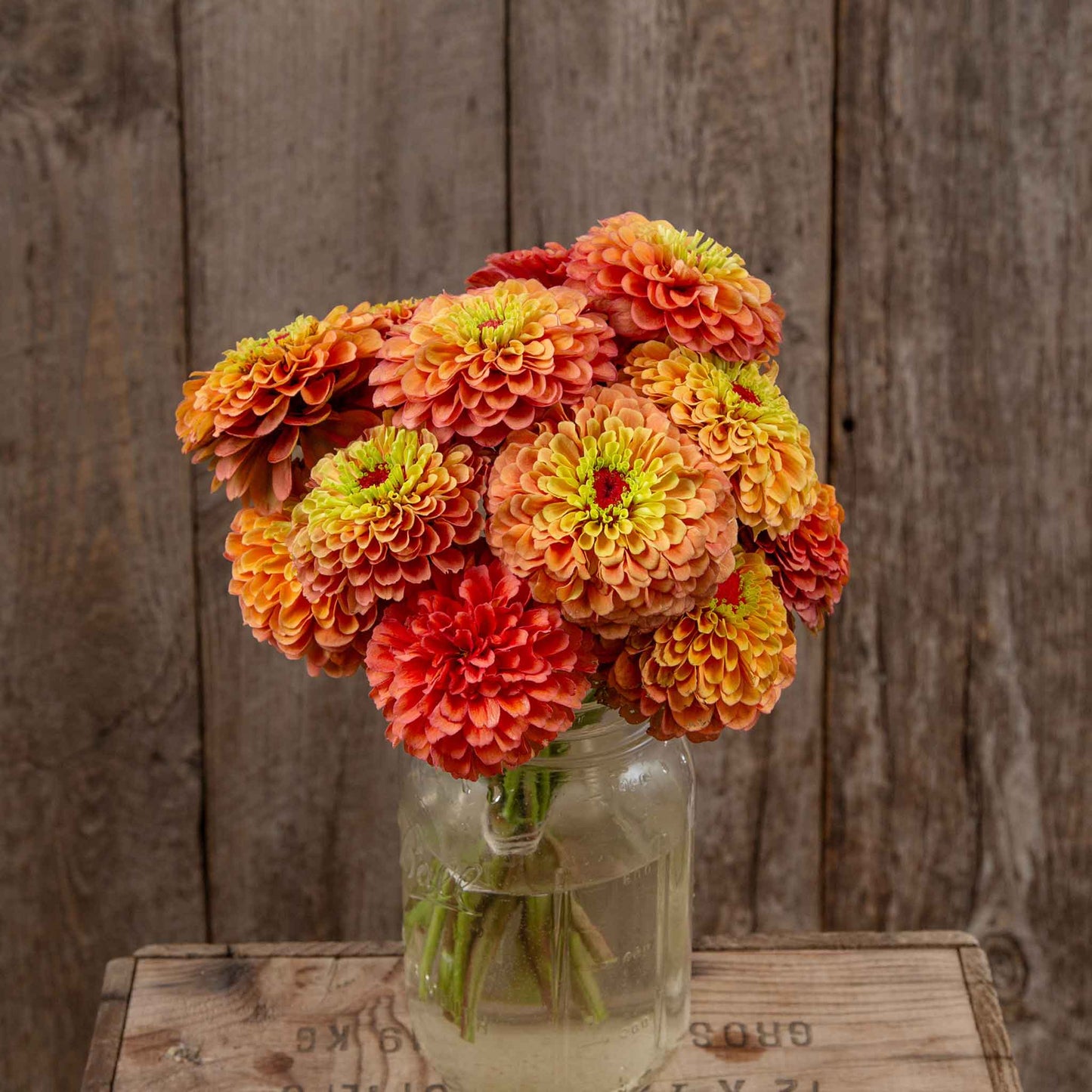 Close-up of zinnia organic queeny lime orange flowers on a natural garden backdrop