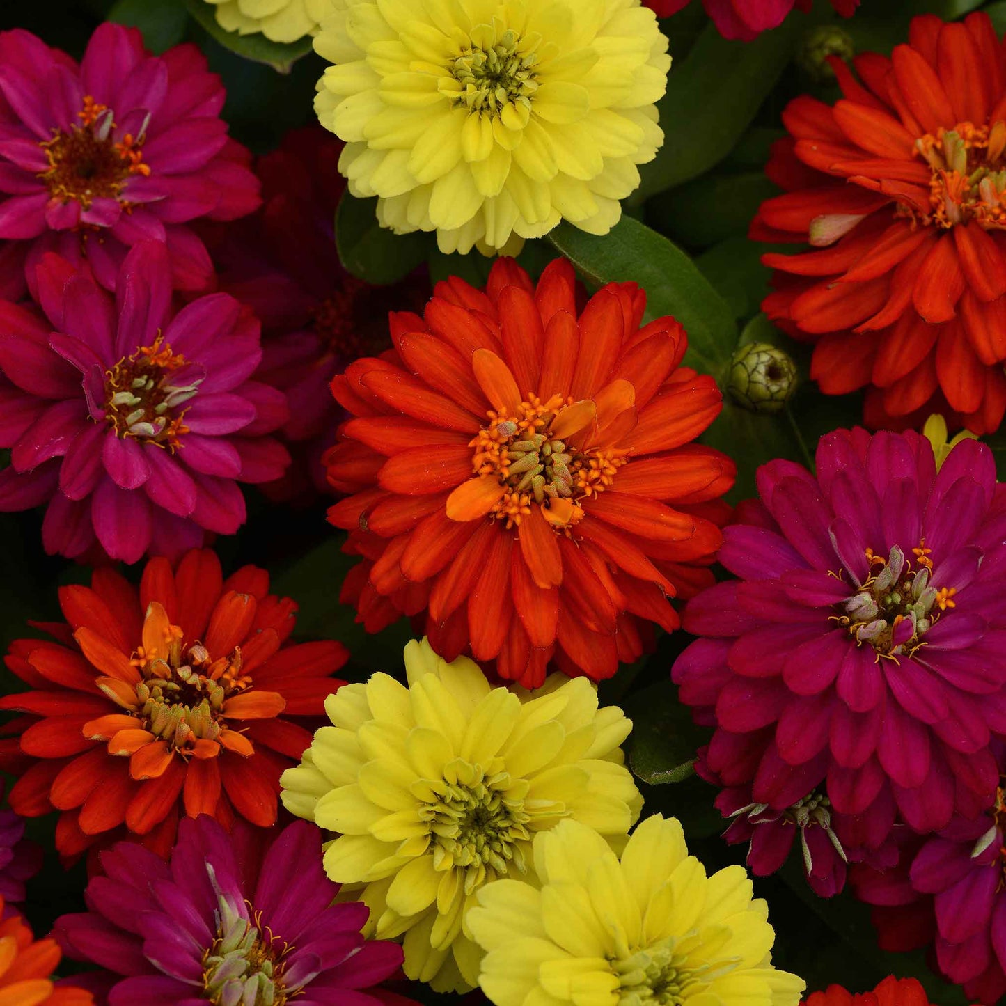 Colorful zinnia zahara double mix brilliant flowers on a bright natural garden backdrop
