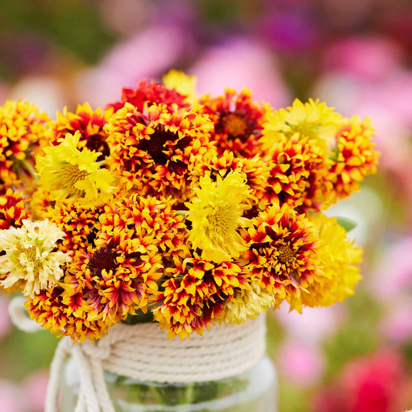 Close-up of a vibrant Sundance blanket flowers with red petals tipped in yellow, sitting in a jar