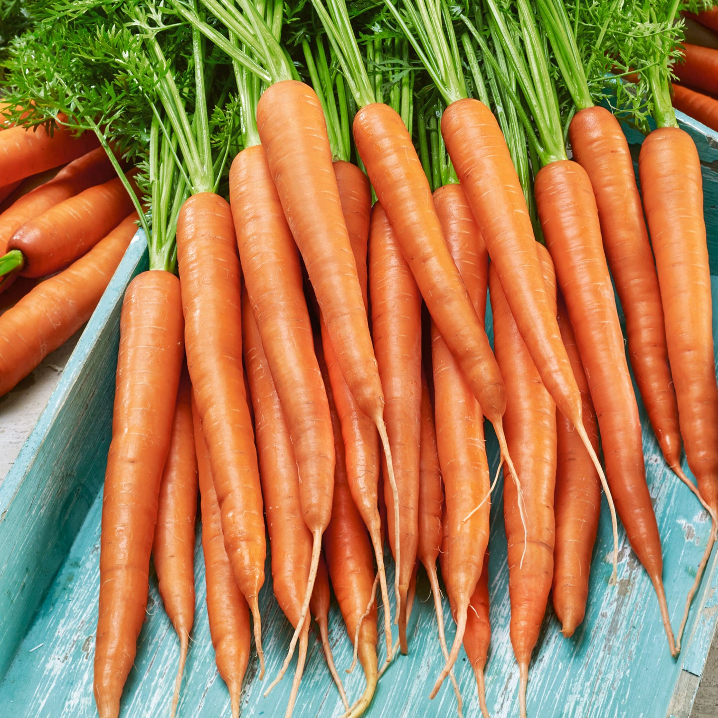 A close-up of 'Organic Little Finger' carrot seeds spilled onto a blue surface.