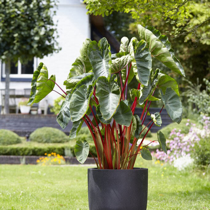 A potted Hawaiian Punch Elephant Ear with prominent green leaves and red stems in a garden setting.
