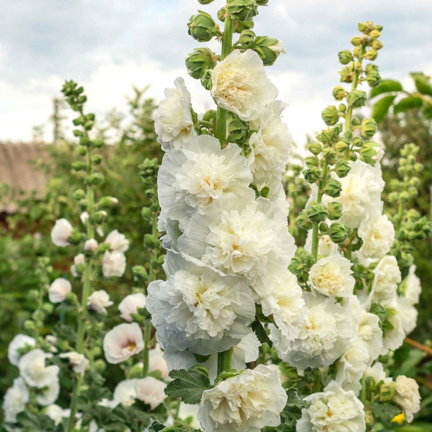 Chaters white hollyhock ruffled white petals showcased against a soft green backdrop.