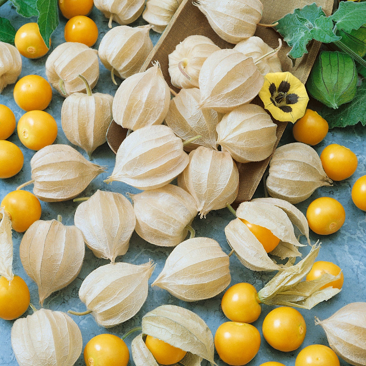 A close-up shot of several ground cherry tomatillos, some still encased in their papery husks.