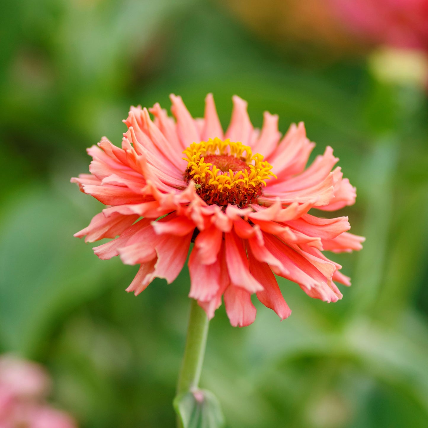 Close up of a zinnia senorita flower with a yellow center and blurred background