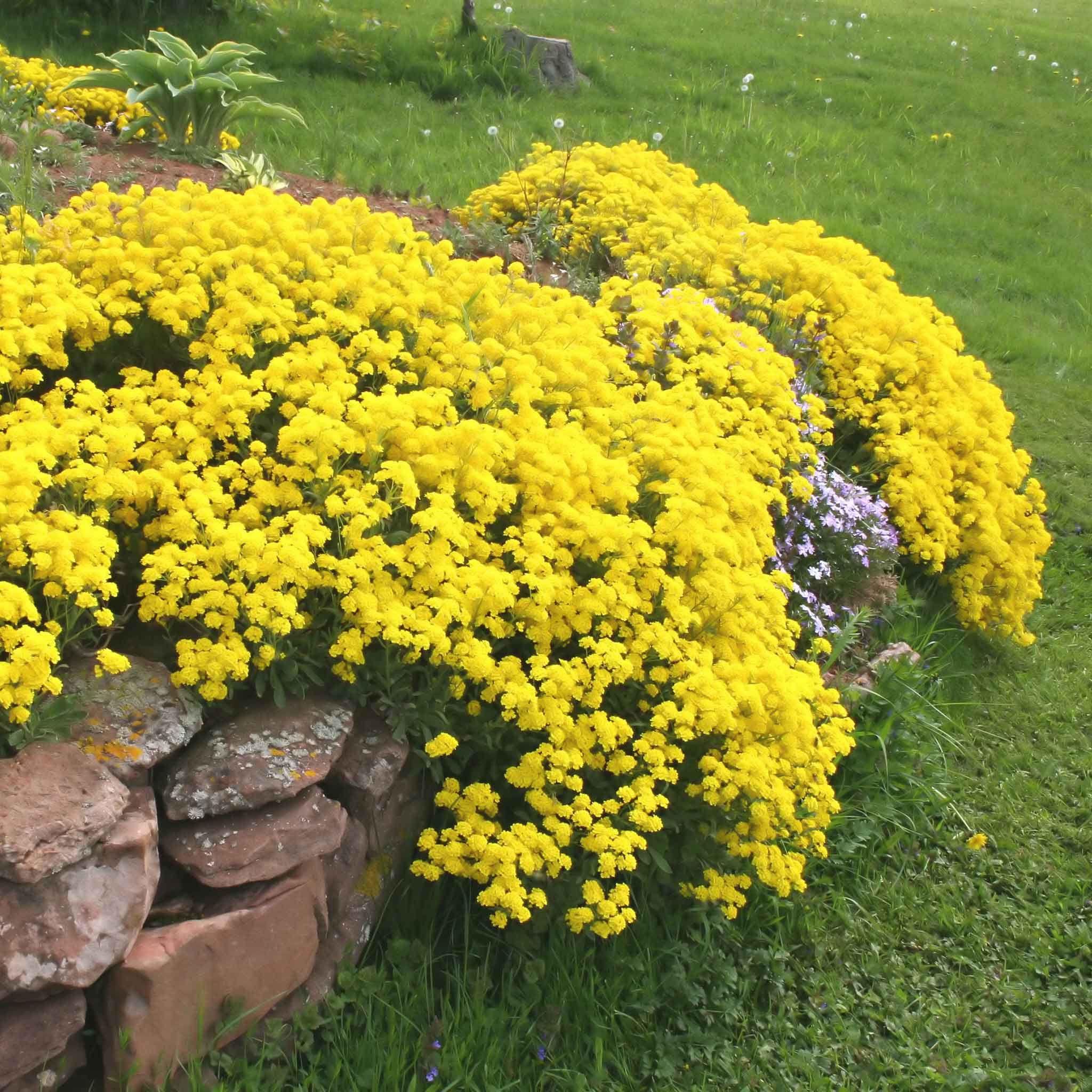alyssum