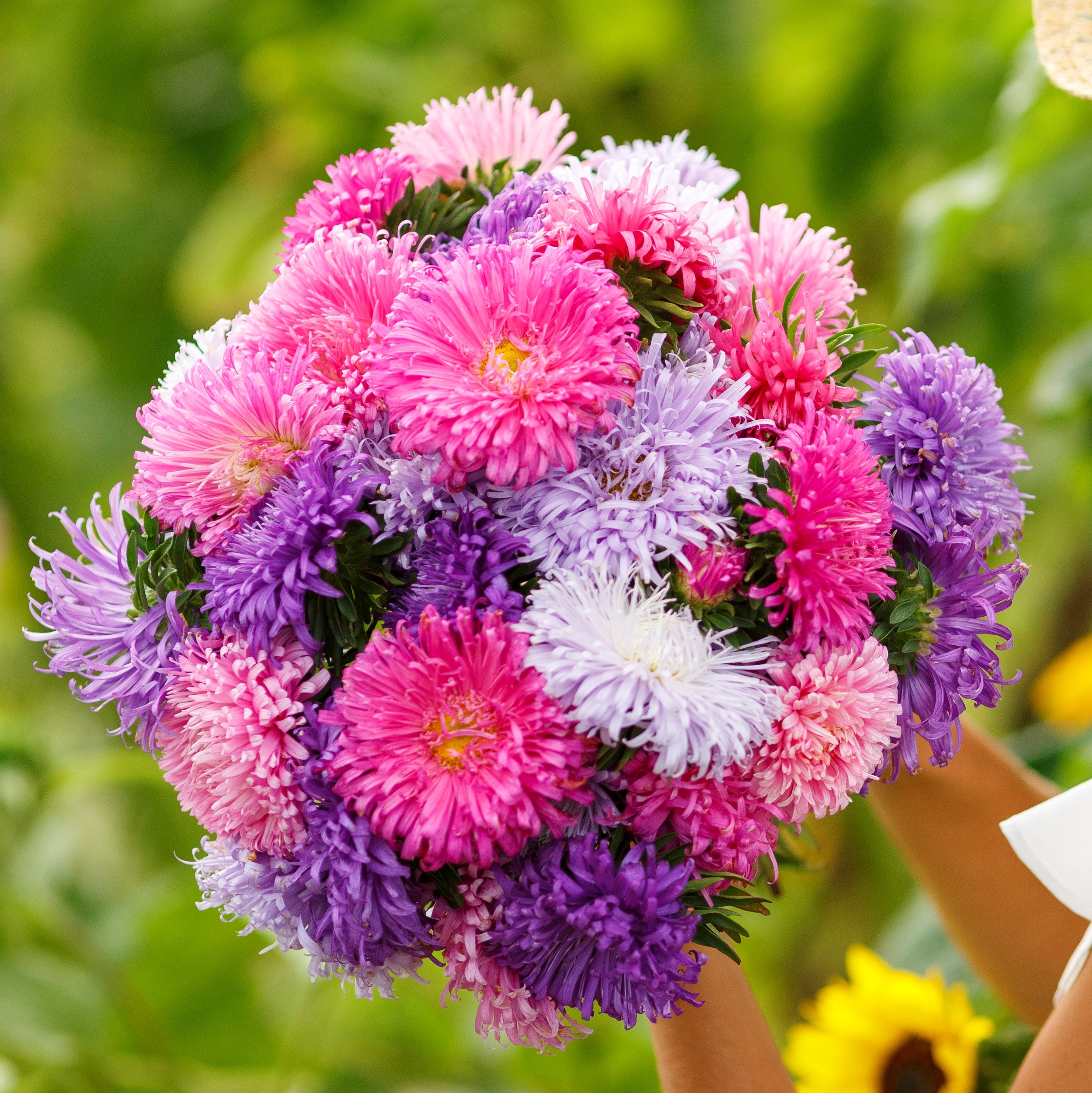 aster seeds
