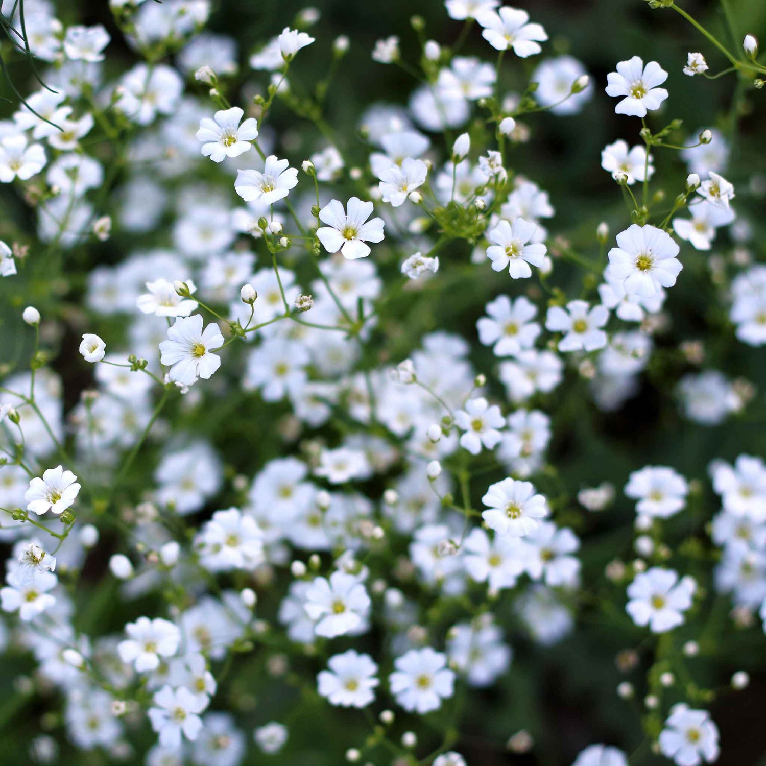Baby's Breath Seeds