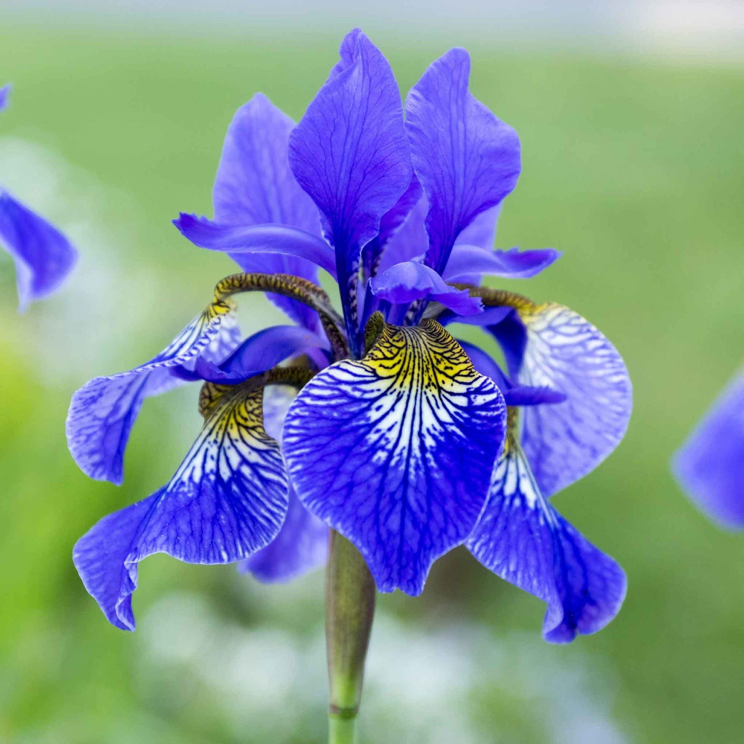 Iris Roots