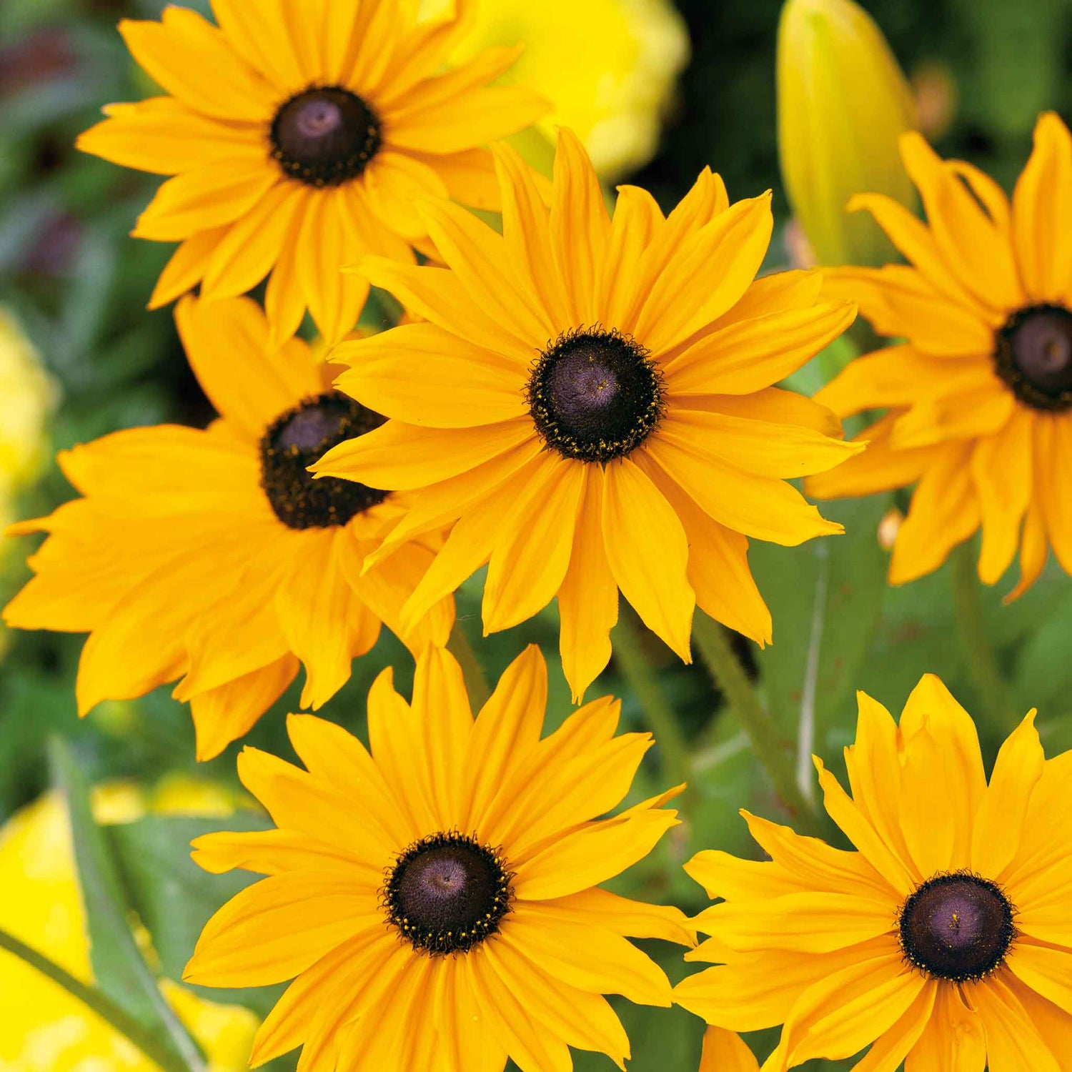 Black Eyed Susan Seeds