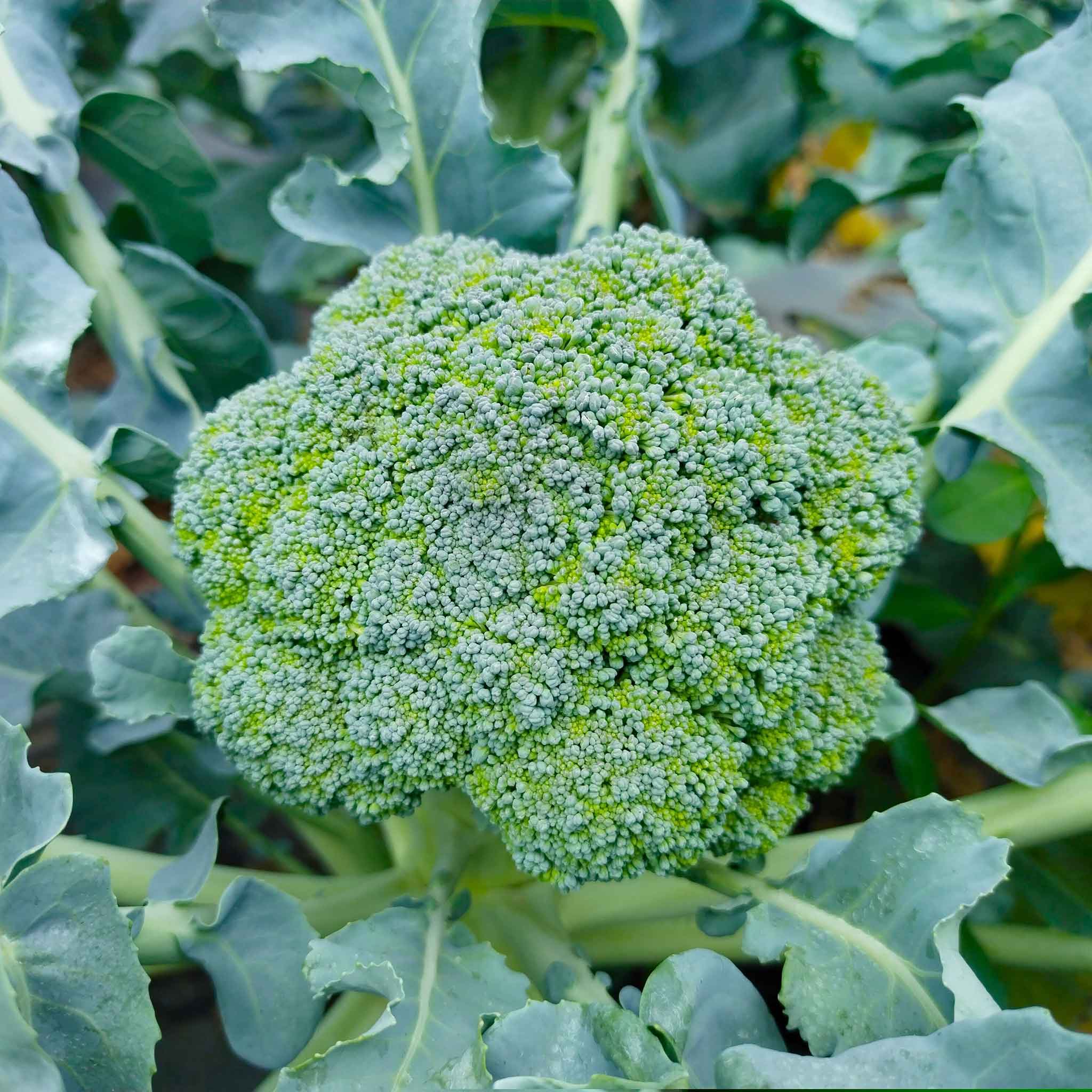 organic broccoli seeds