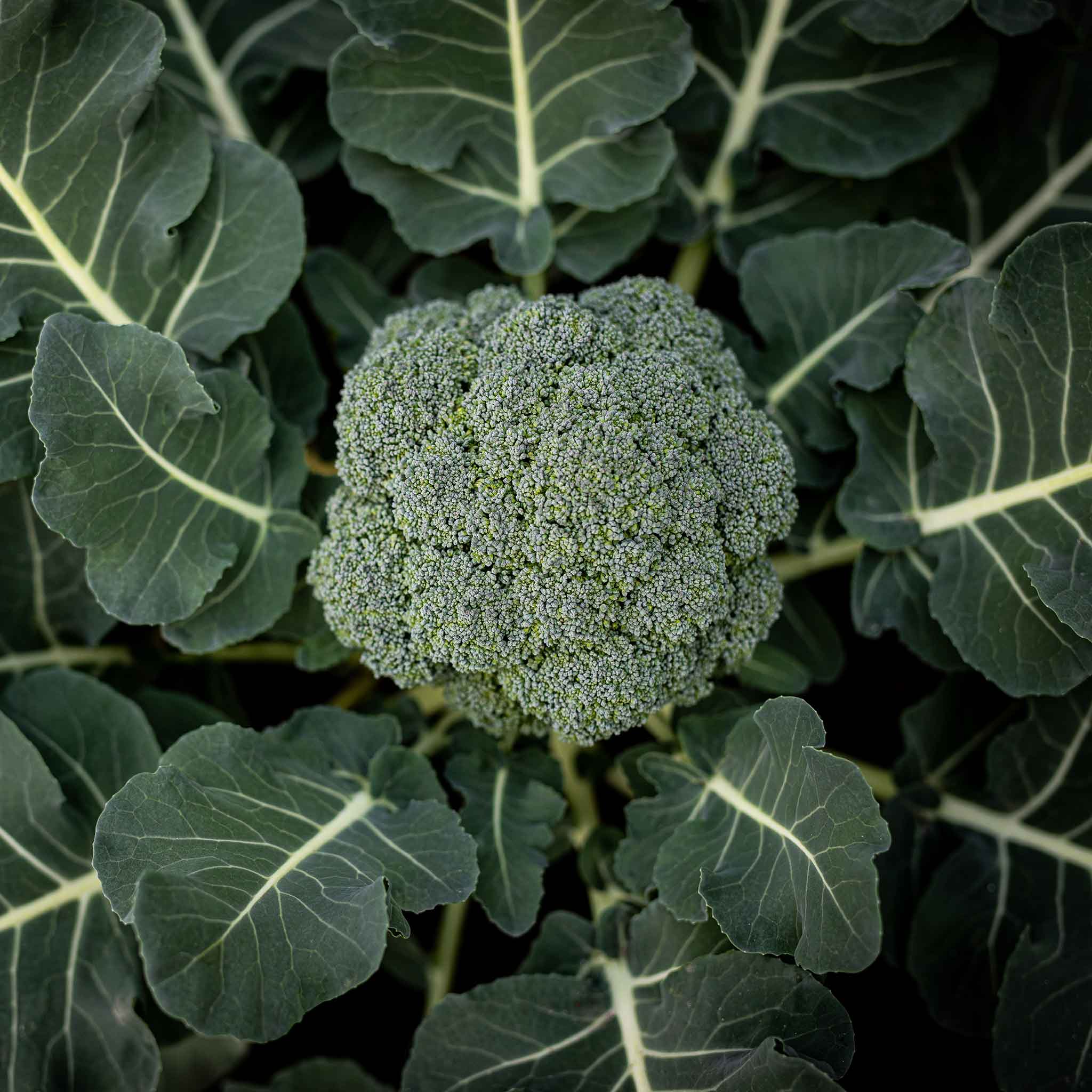 broccoli seeds