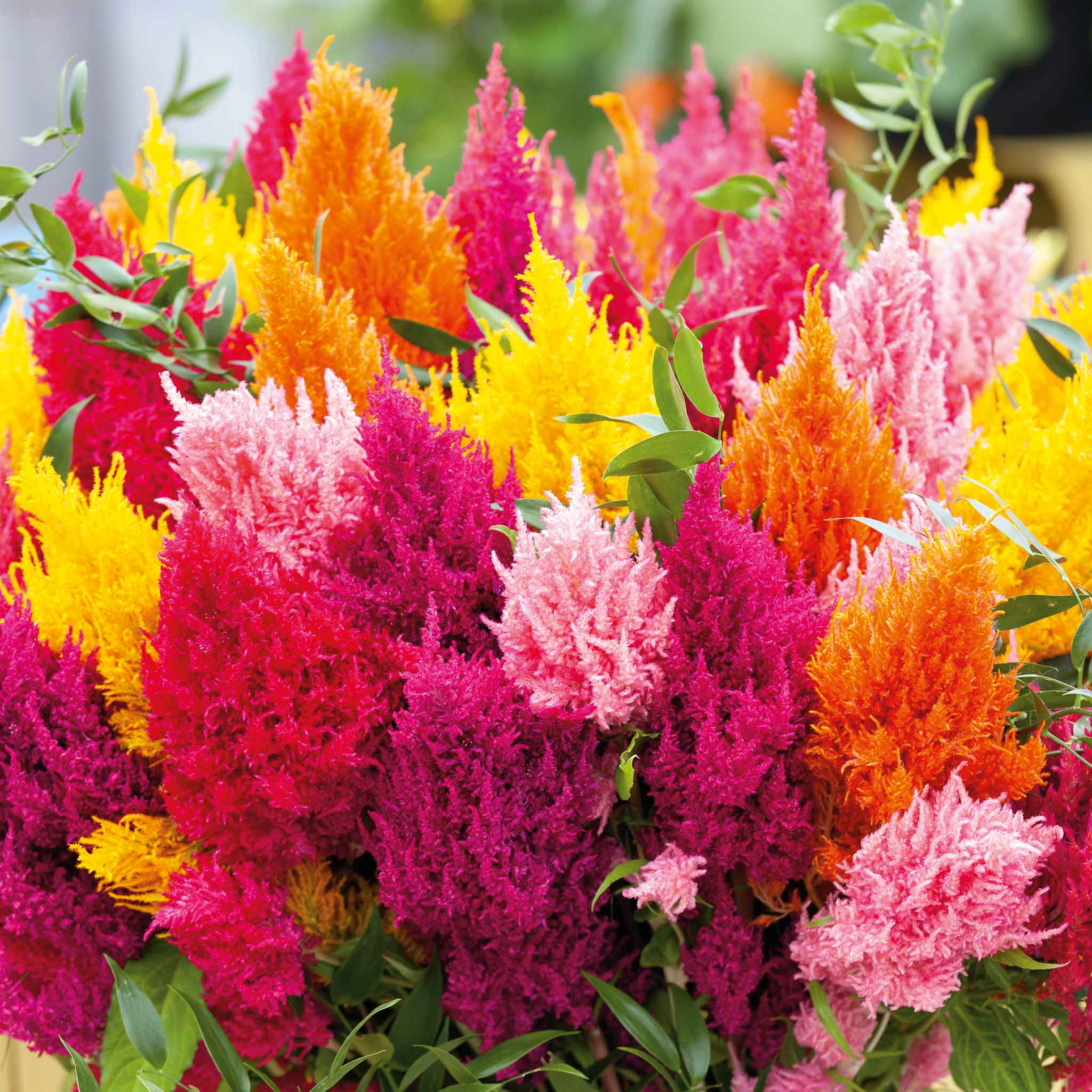 celosia seed