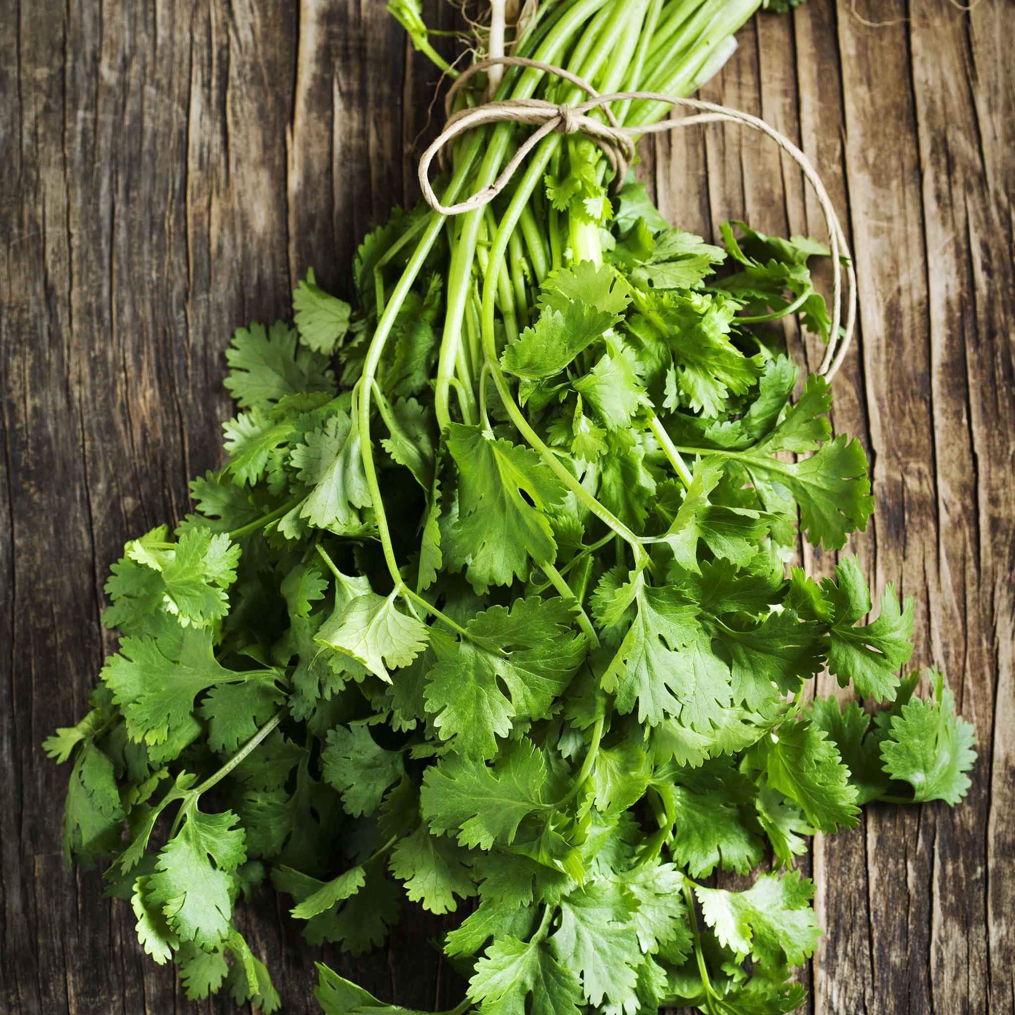 heirloom cilantro seeds