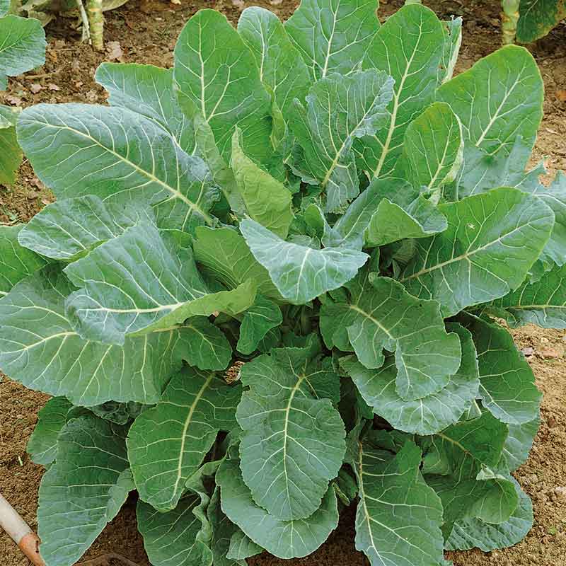 heirloom collard seeds