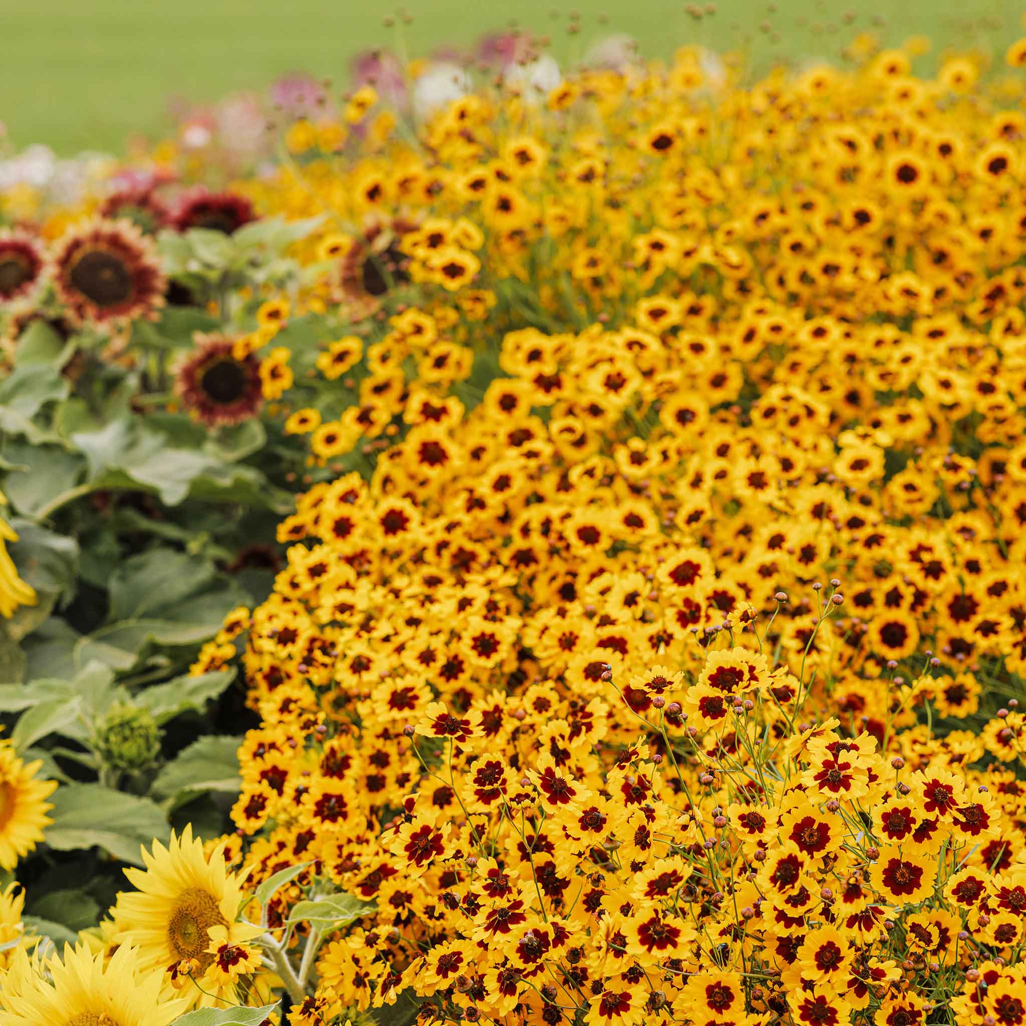 coreopsis seeds