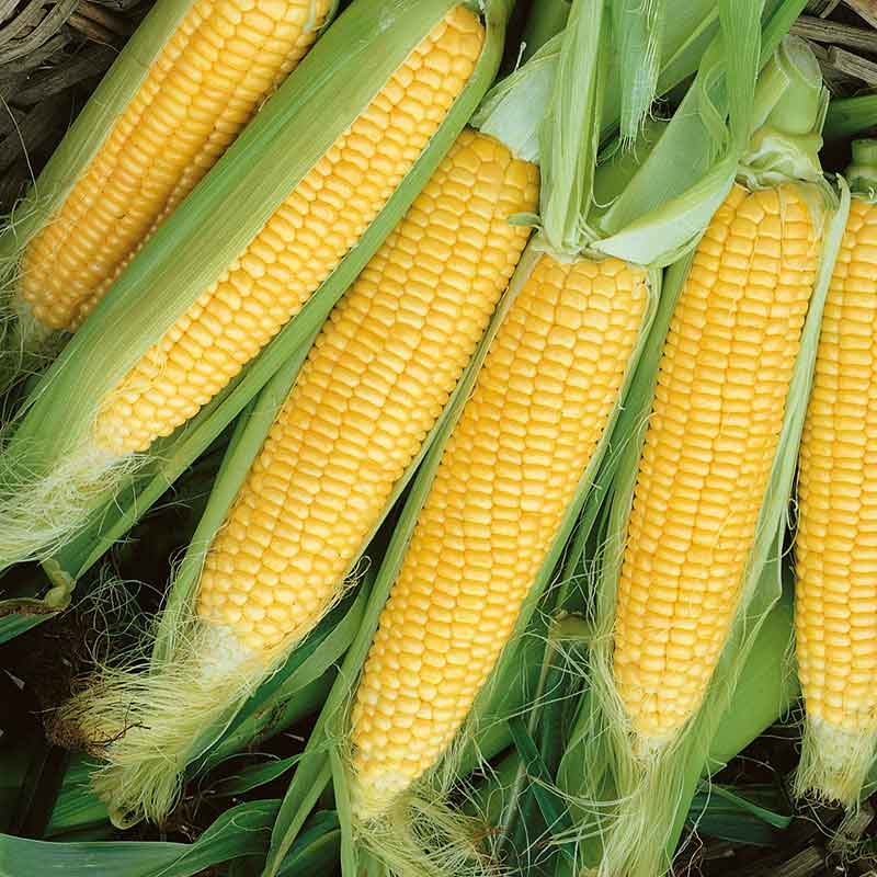 heirloom corn seeds
