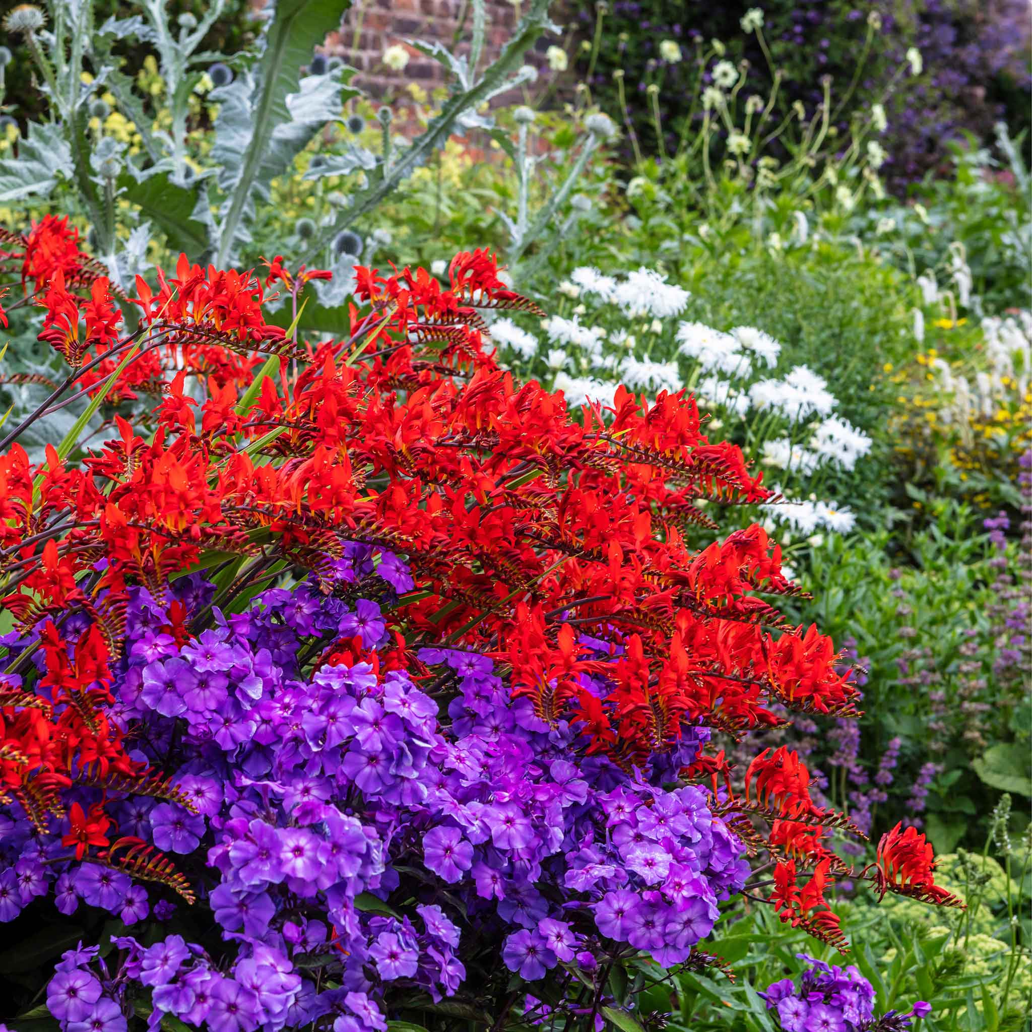 crocosmia bulbs
