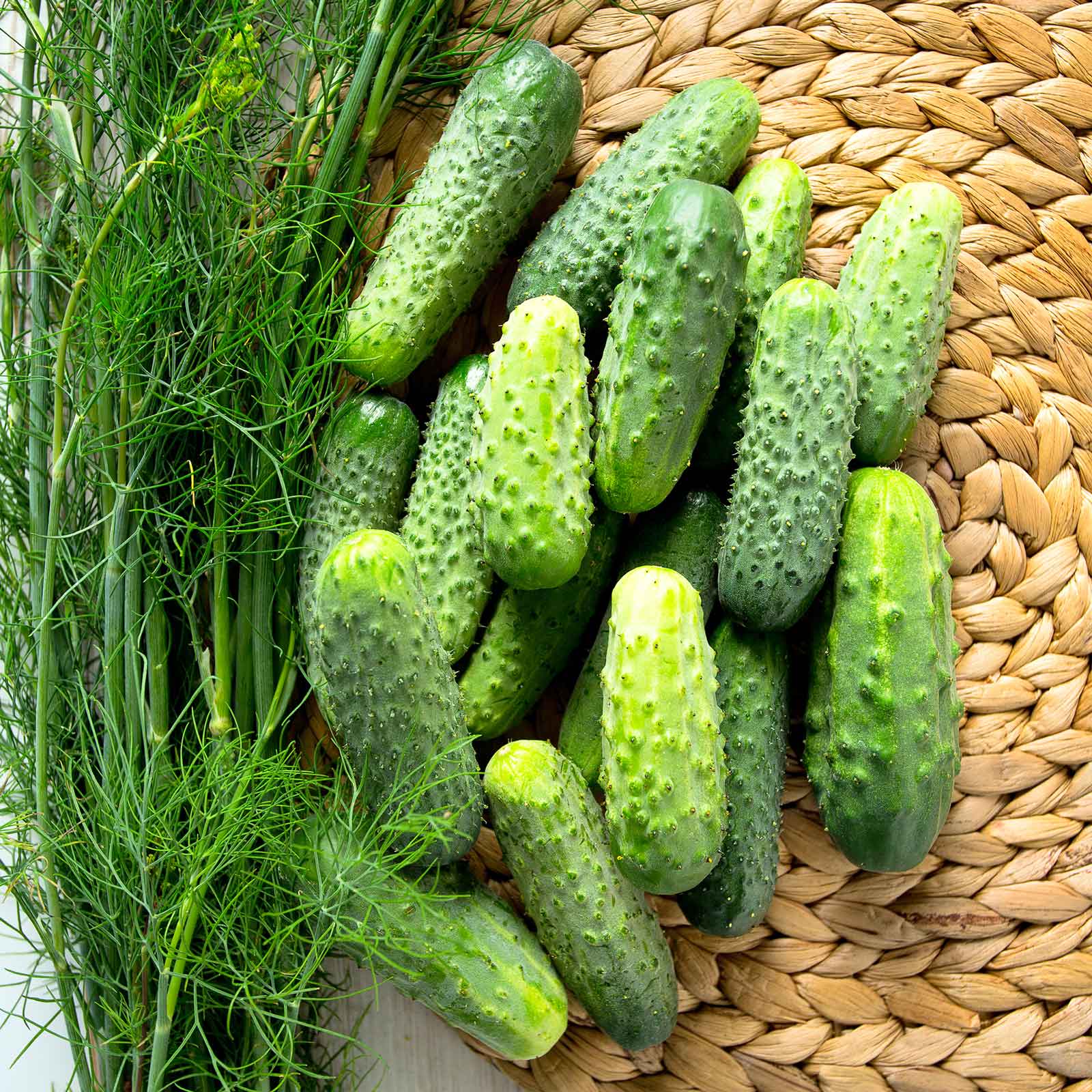 organic cucumber seeds