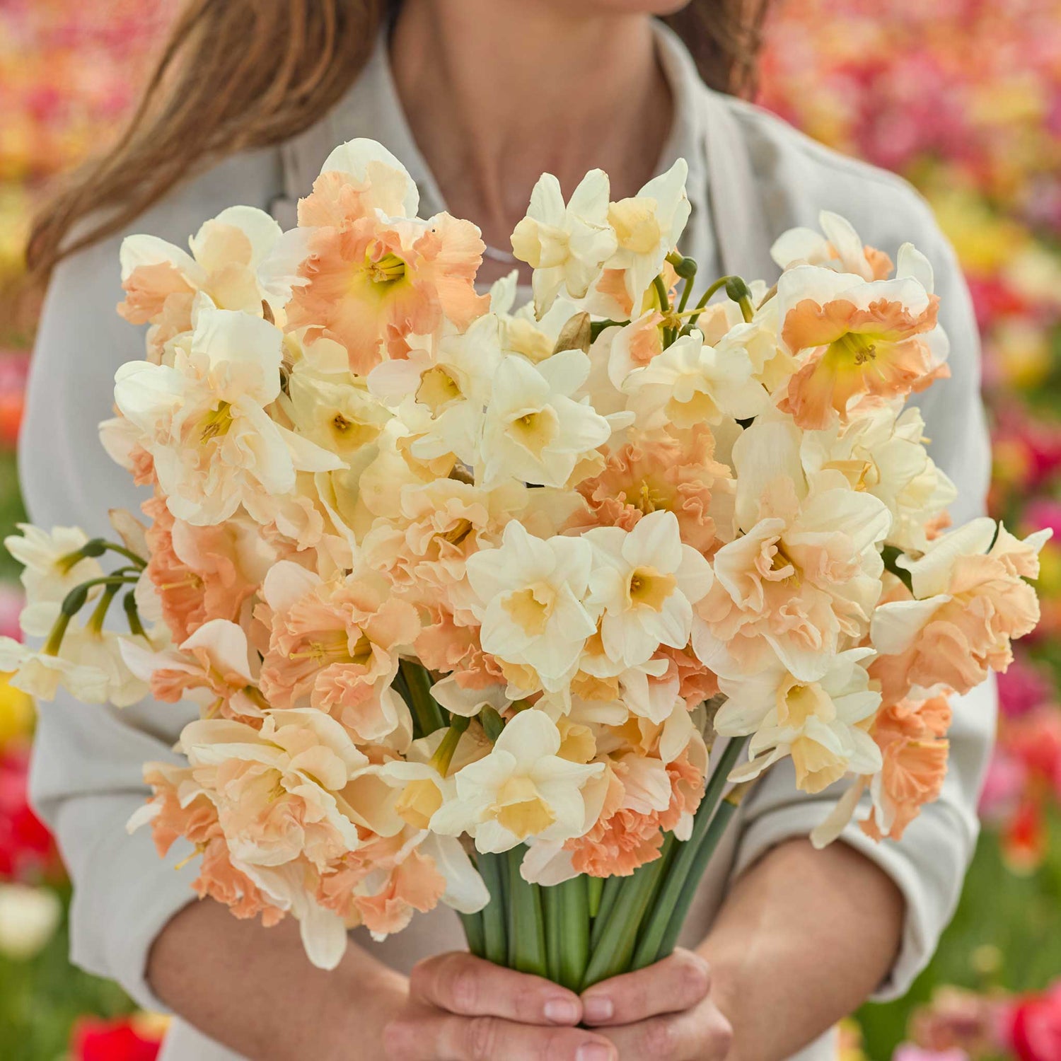 Daffodil Bulbs