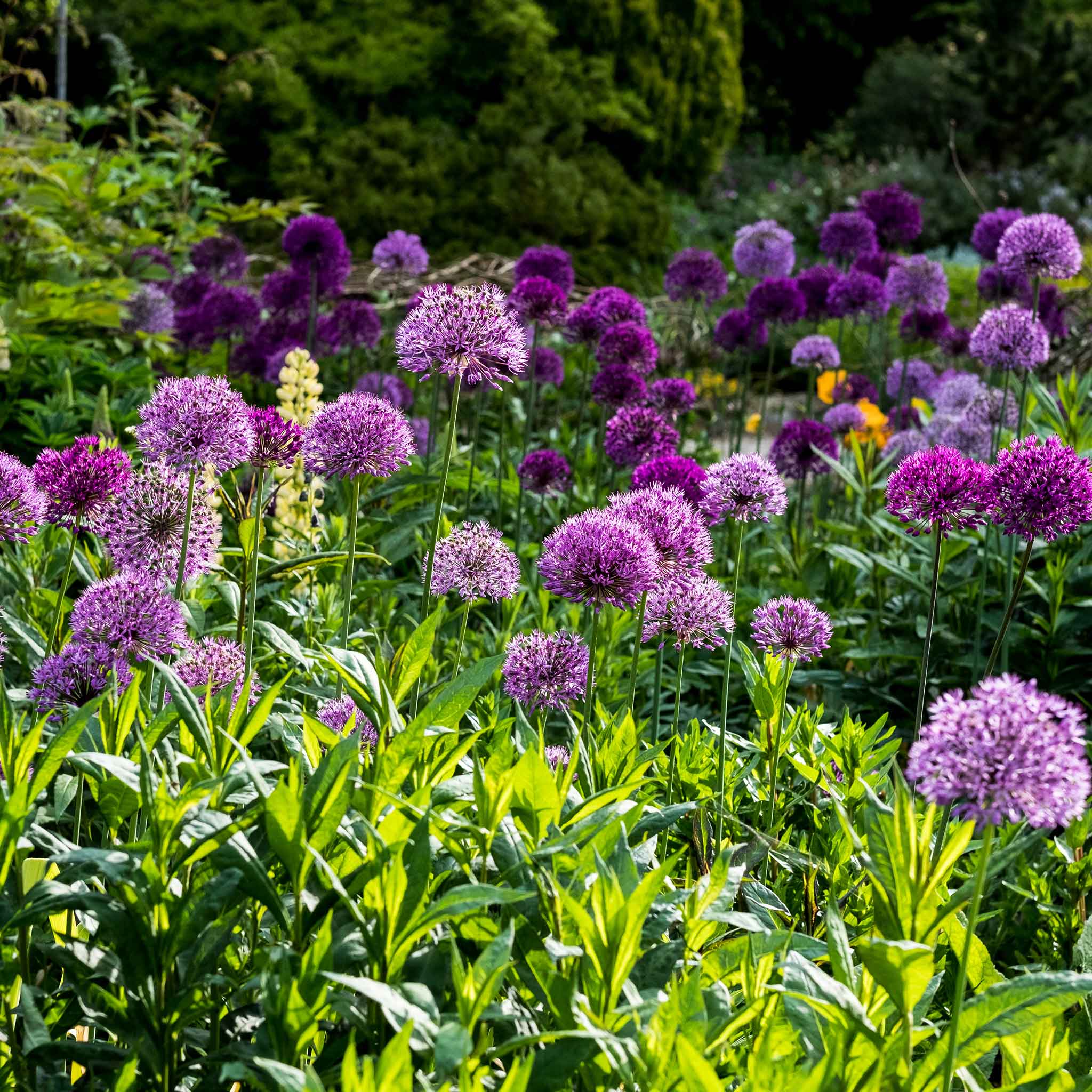 deer resistant bulbs perennials