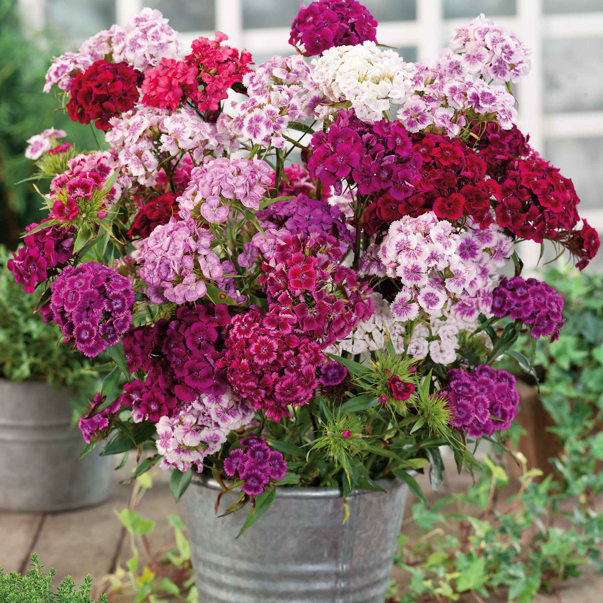 dianthus seeds